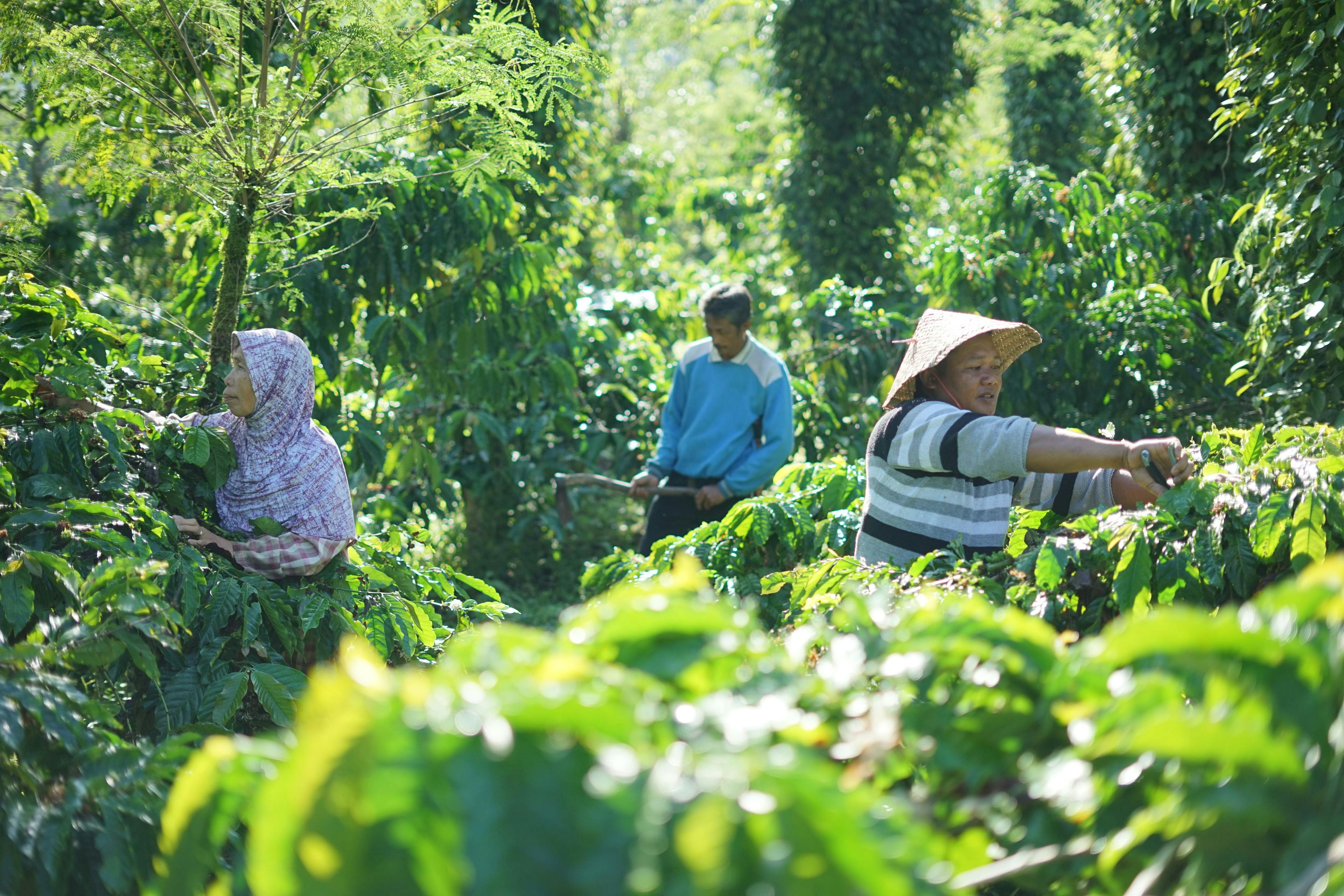Coffee Farmers Indonesia 