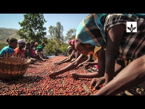 Reforestation at the Origin of Coffee in Ethiopia