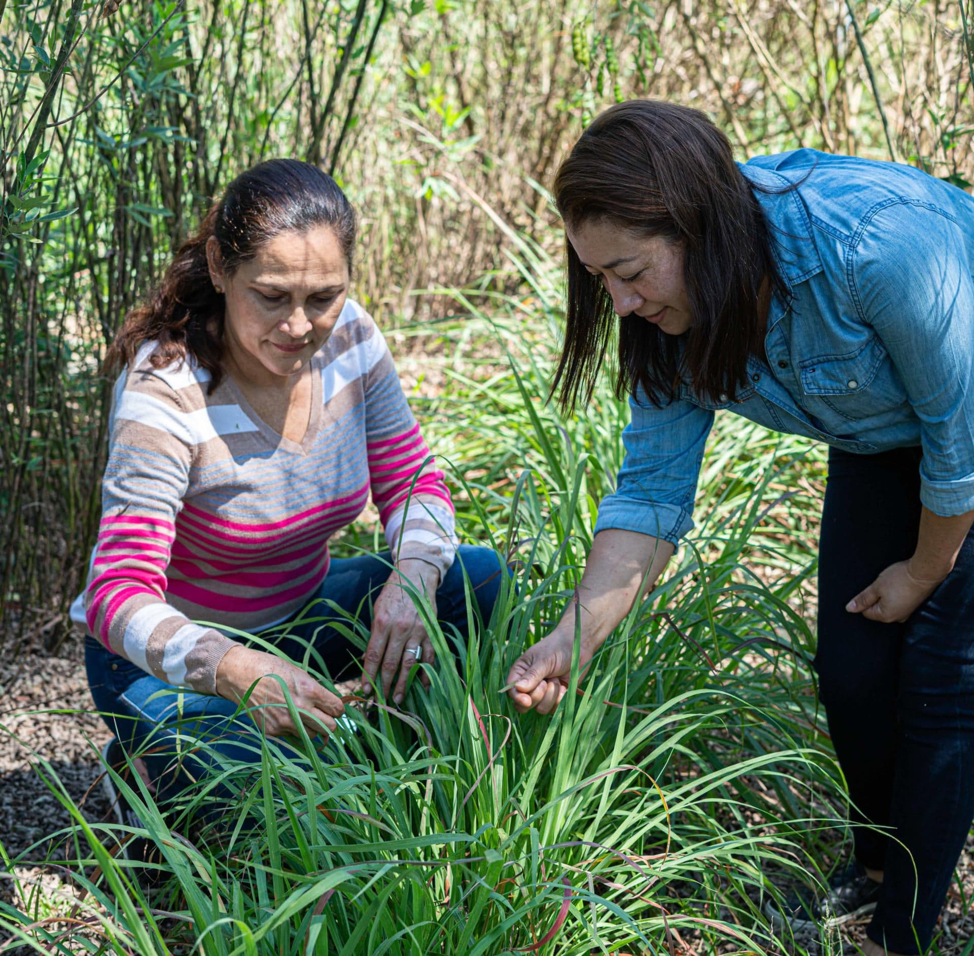 Farmers from Honduras adopting cover crops Farmers from Honduras adopting cover crops