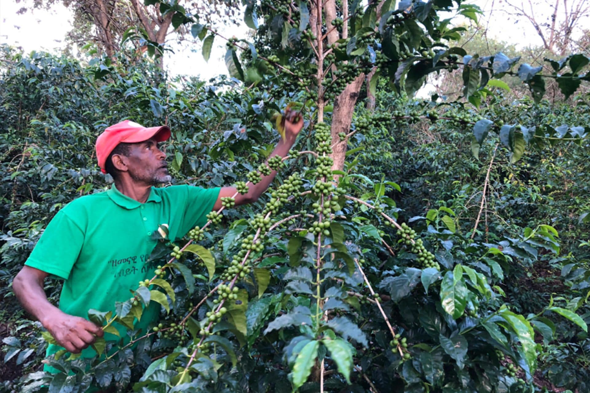 Tilahun tending to his coffee Tilahun tending to his coffee
