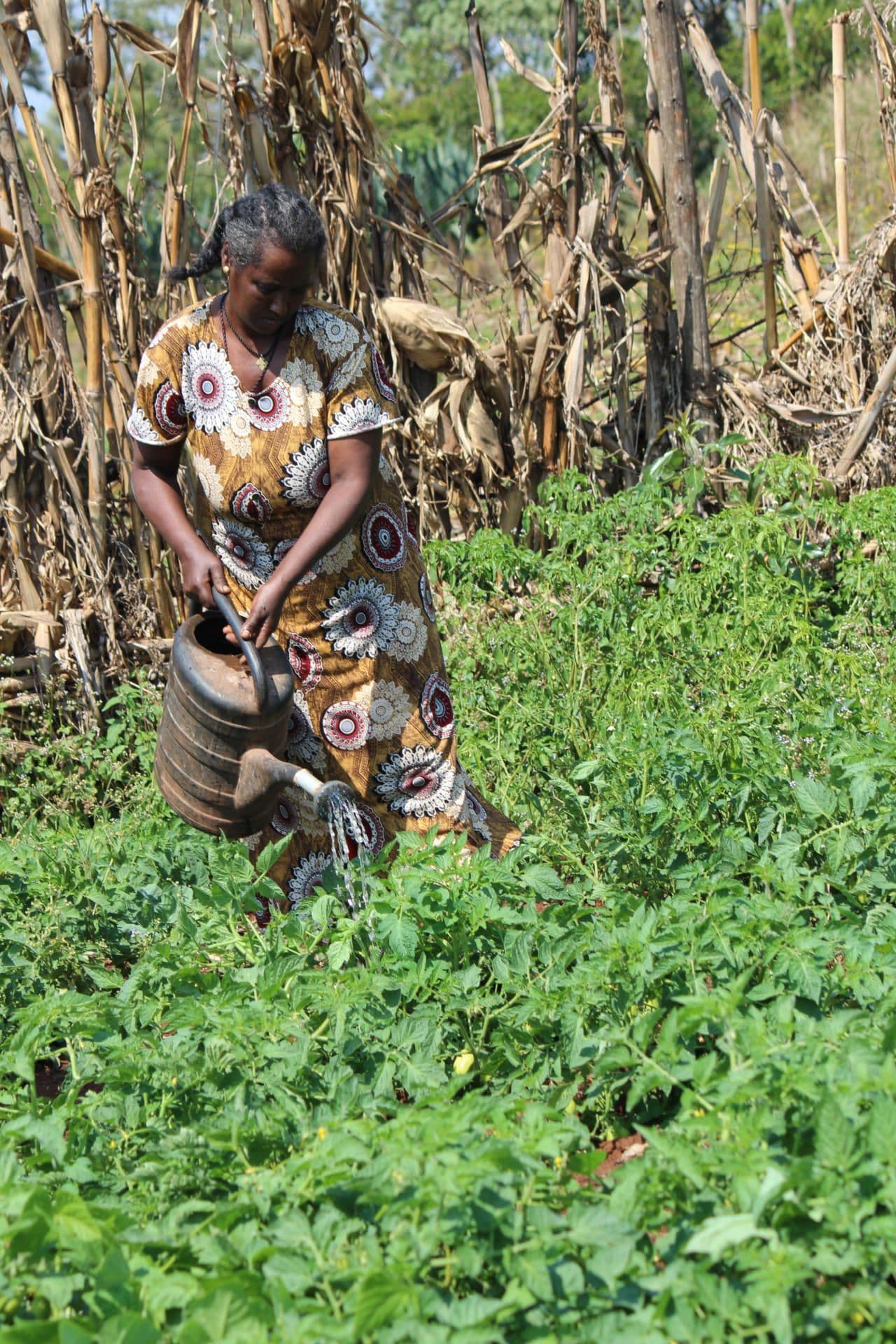 Vegetables for a balanced diet Vegetables for a balanced diet