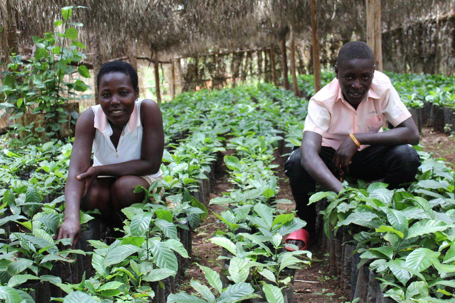 Josephine (left) in the Coffee Nursery of improved seedlings that her Cooperative established