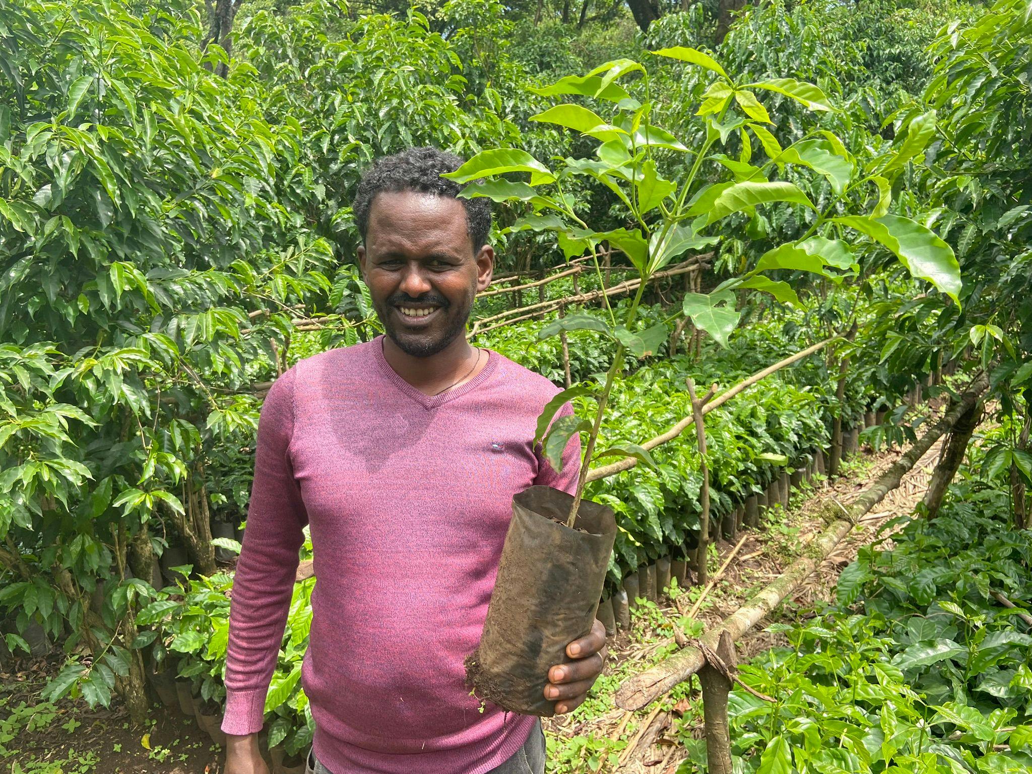 New coffee trees are being developed