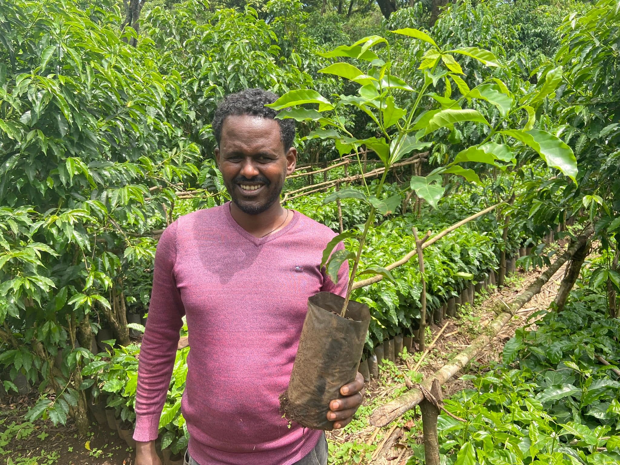 More resilient coffee trees are developed by the EU DeSIRA Project in Ethiopia New coffee trees are being developed