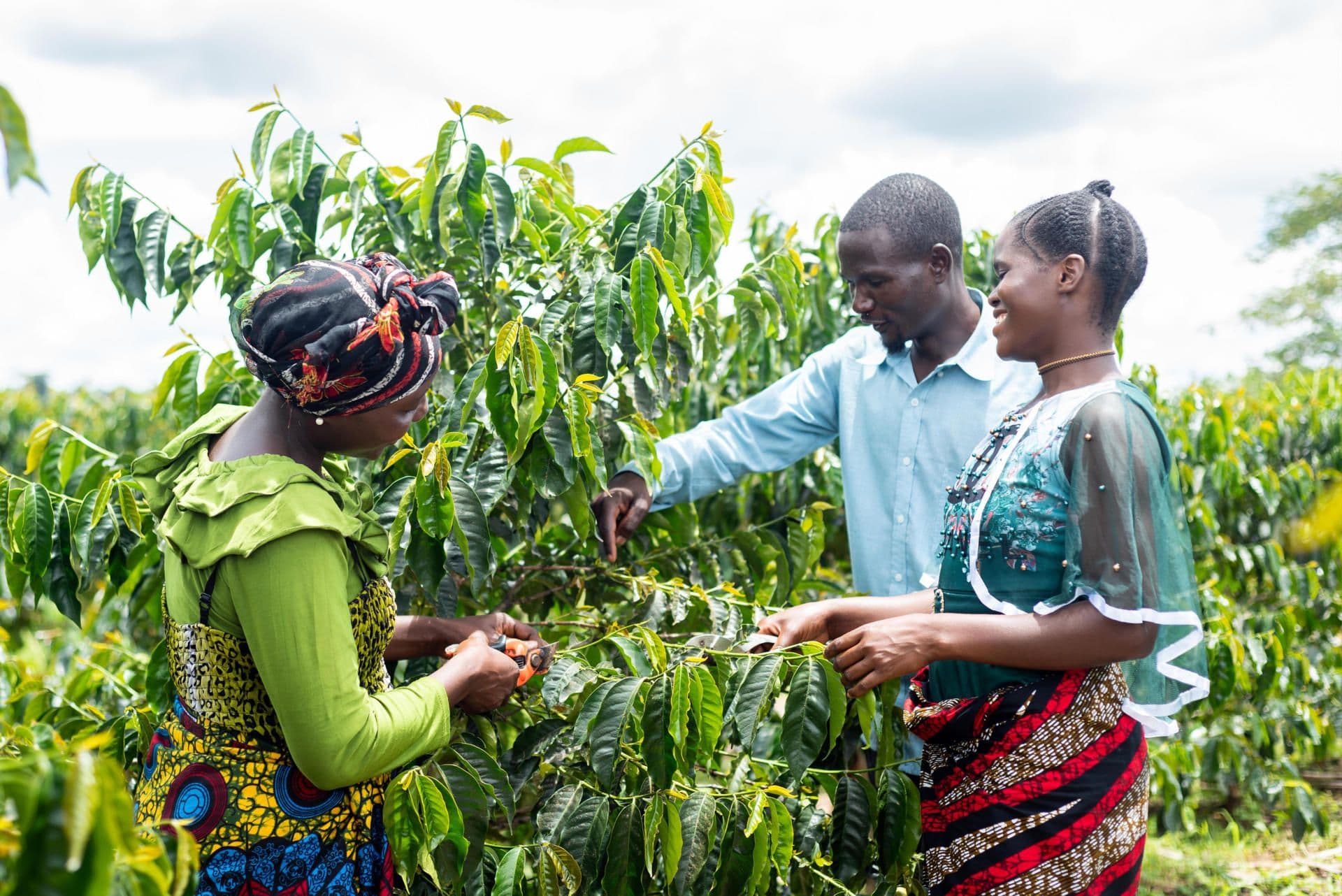 Faibe training other farmers on pruning