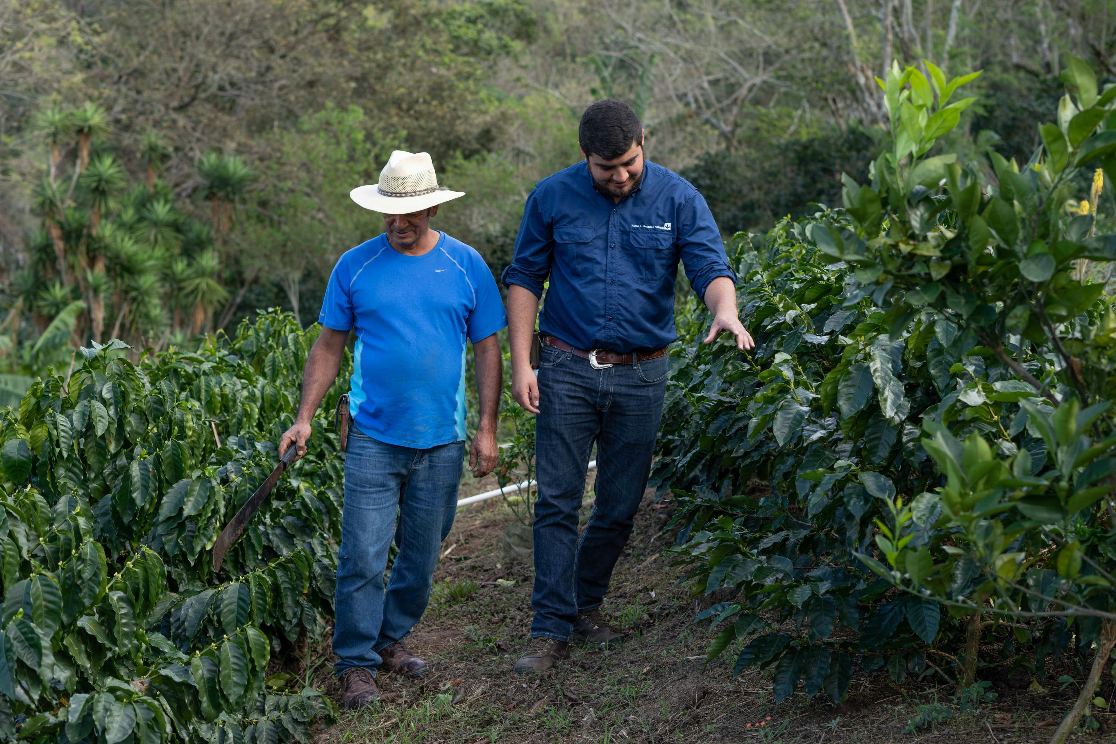 Smallholder families in coffee regions are confronted by climate change