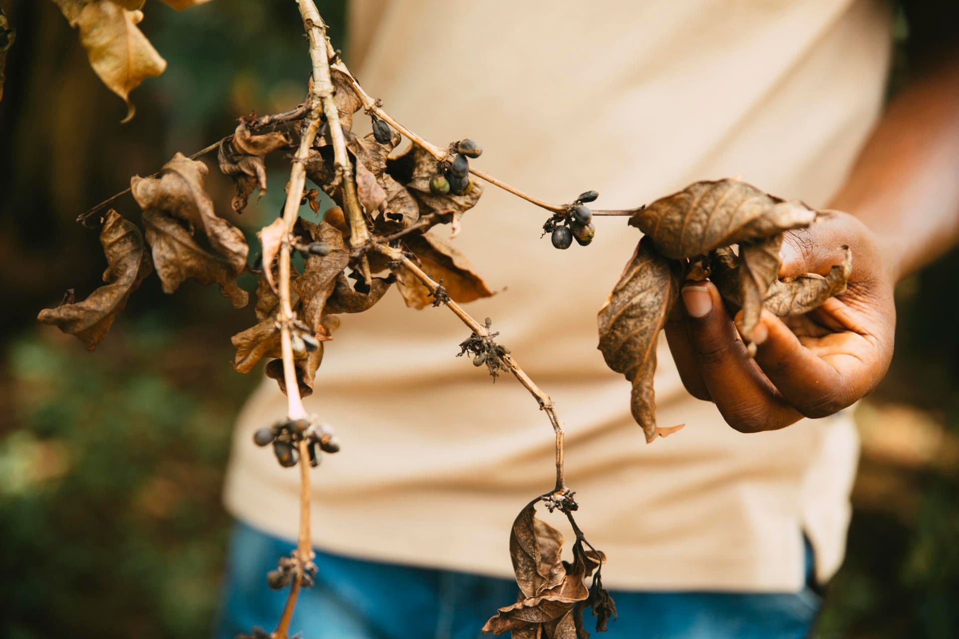 Dry coffee as a result of climate change Dry coffee as a result of climate change