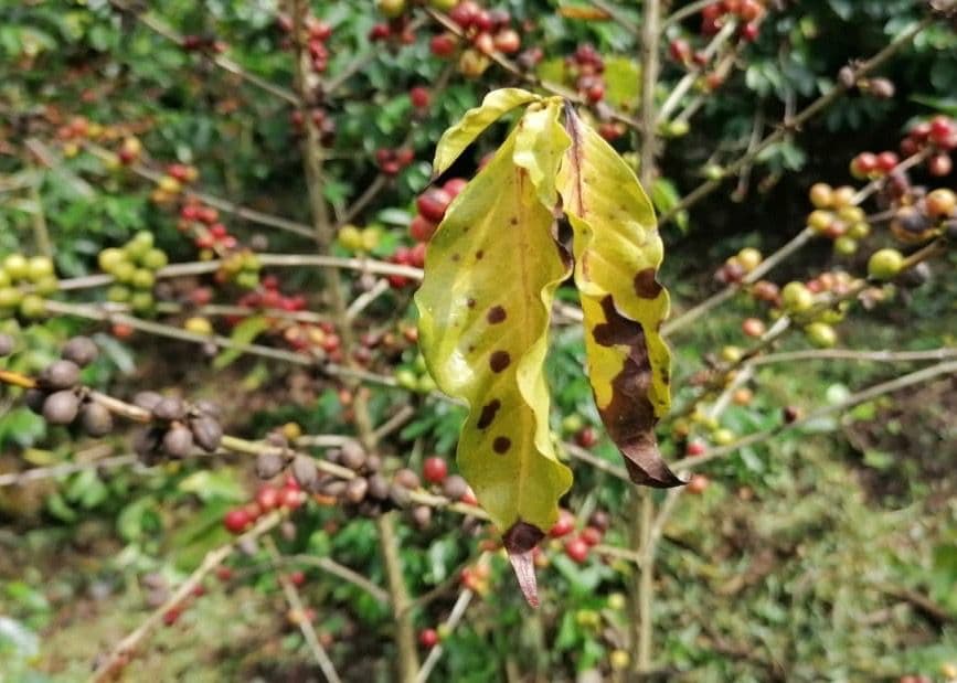 Affected Coffee Farms in Western Guatemala – Defoliation and Fallen Cherries Affected Coffee Farms in Western Guatemala – Defoliation and Fallen Cherries