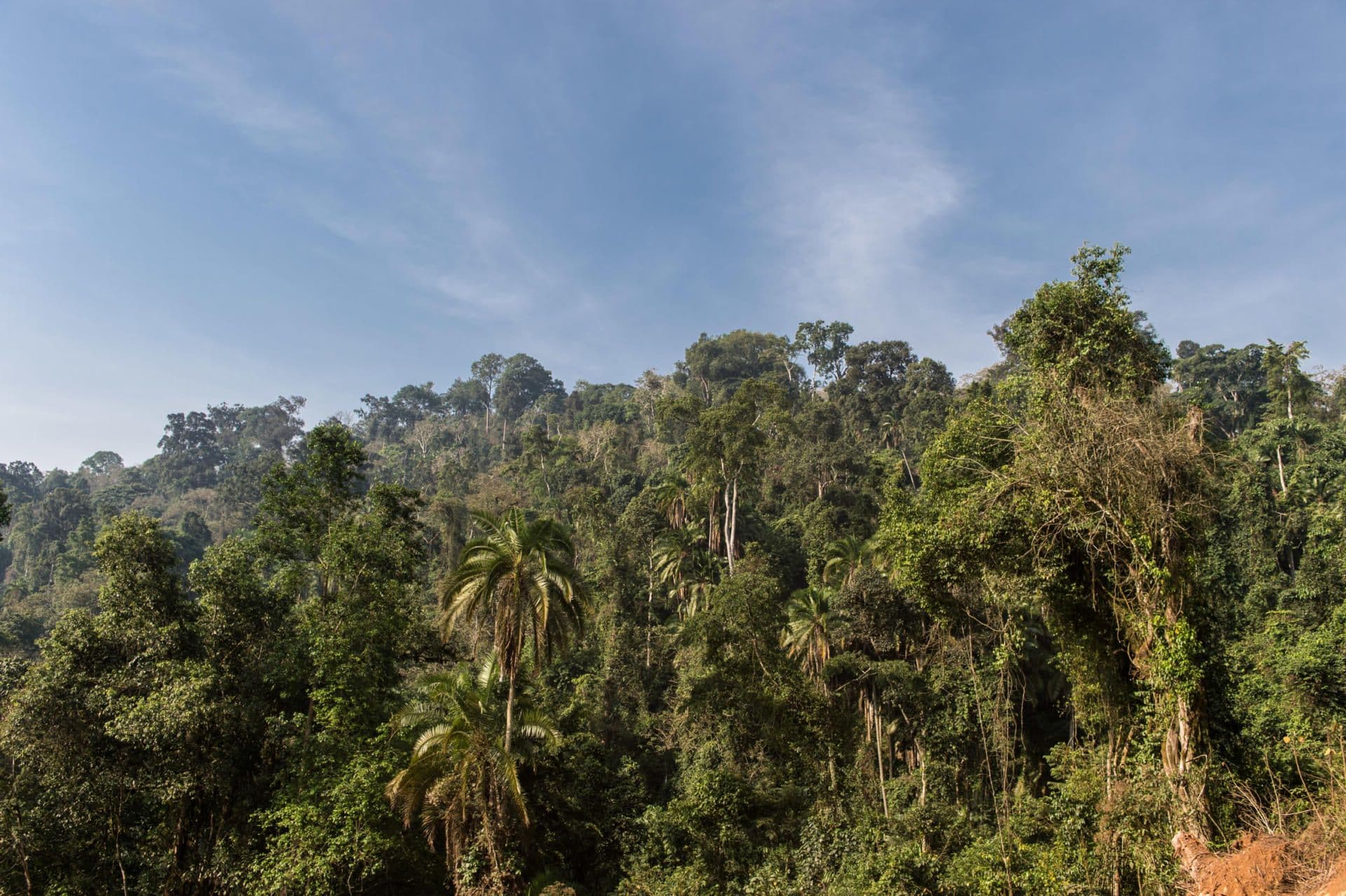 Coffee and Deforestation