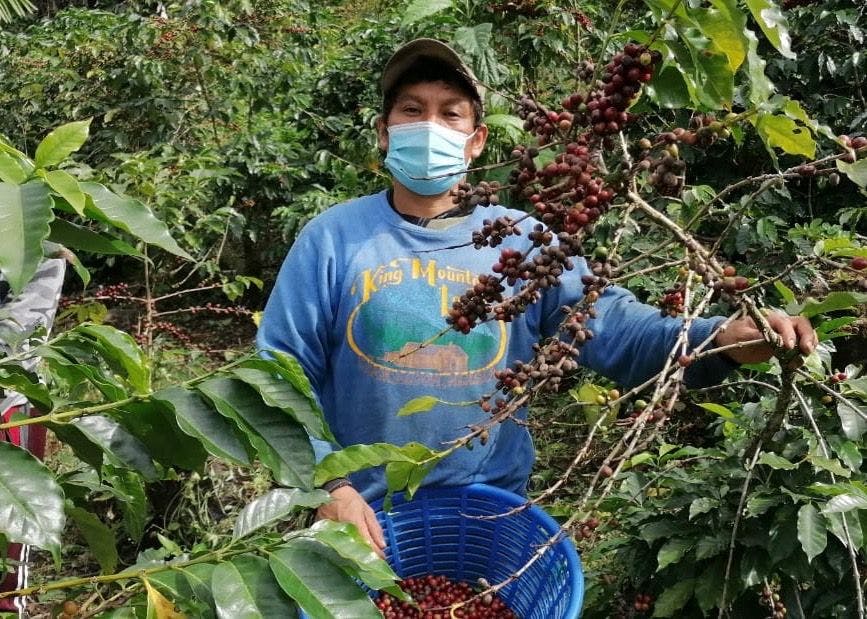 Affected Coffee Farms in Western Guatemala – Defoliation and Fallen Cherries