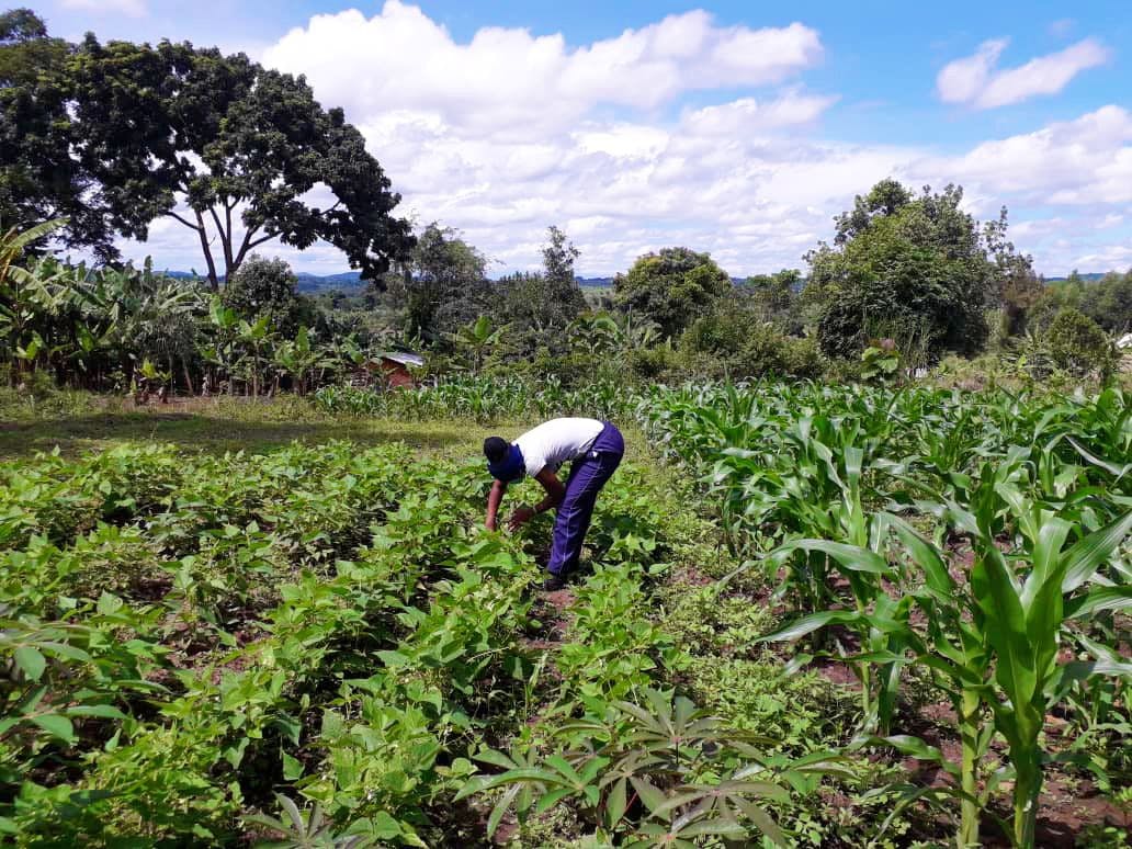 HRNS Uganda supports smallholder coffee farmer families despite the Coronavirus Pandemic