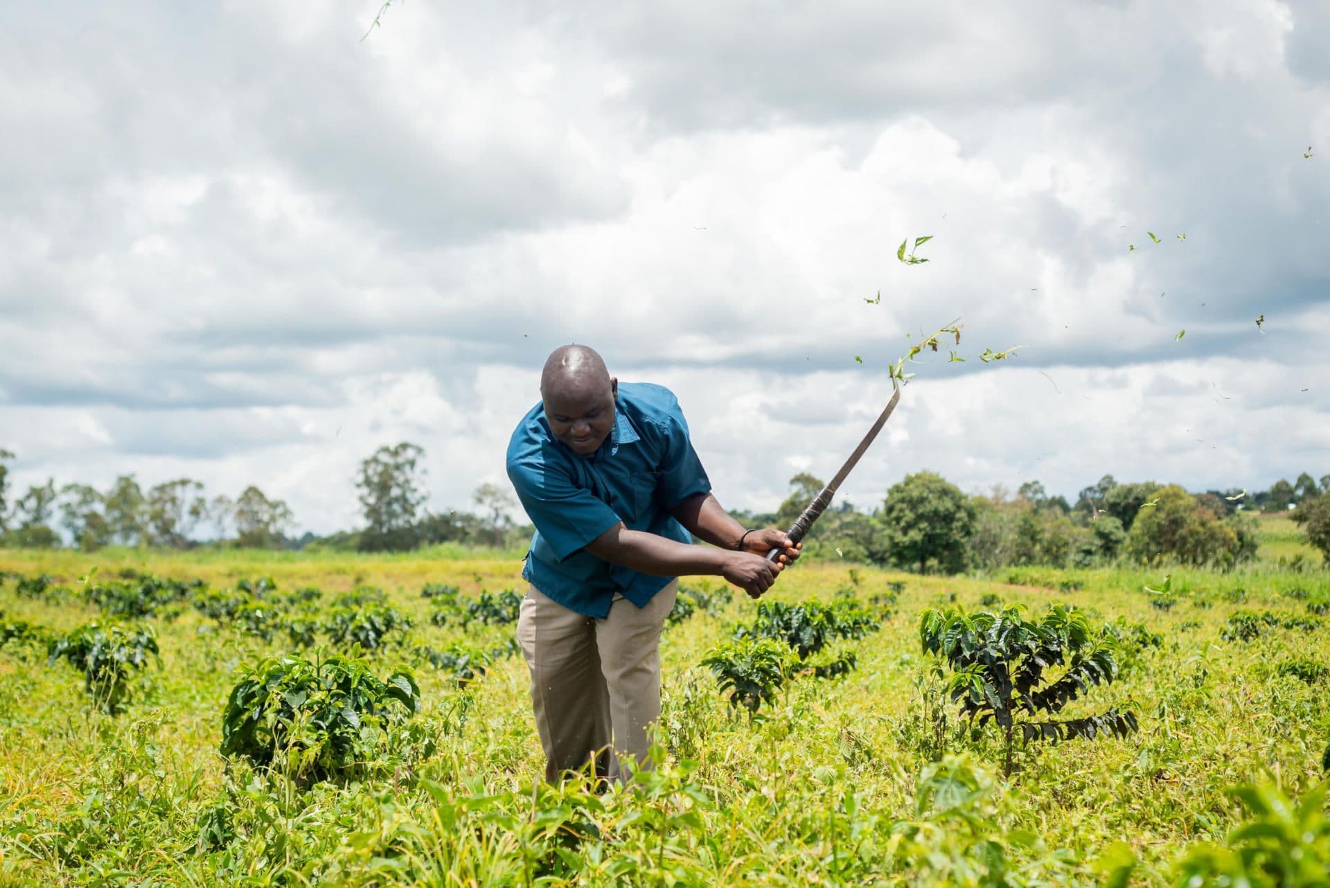 The Masumbukos expanded their coffee farm