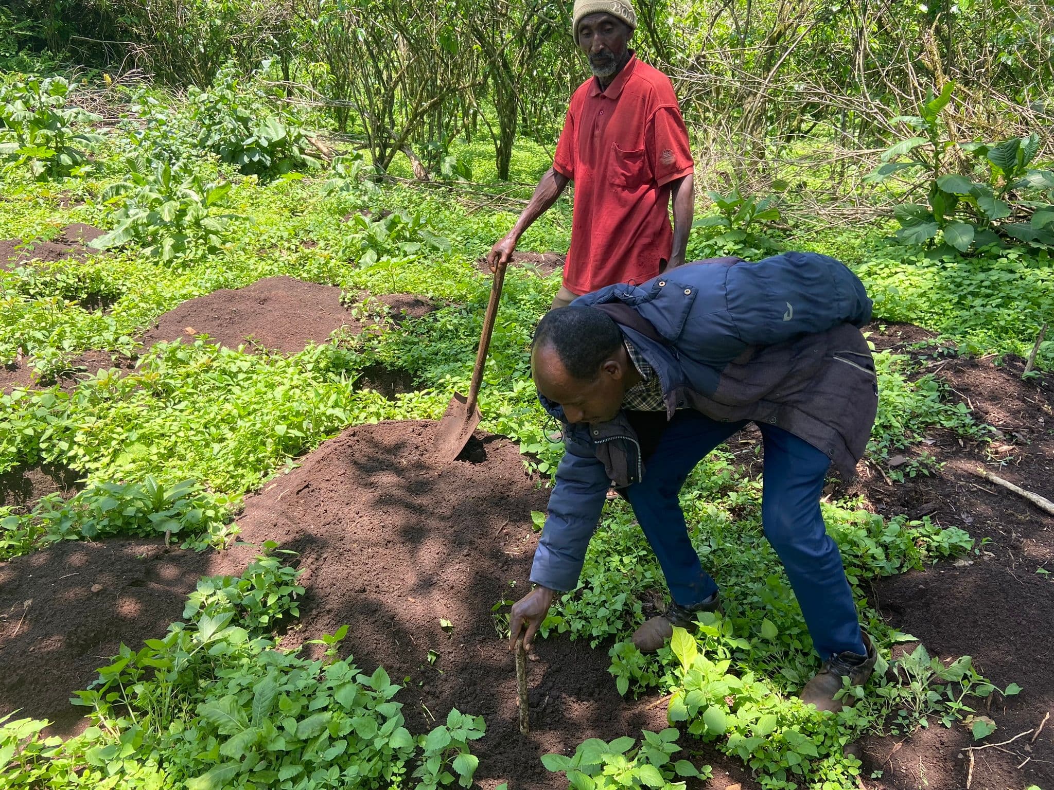 Farmers learn how to plant more resilient coffee trees A farmer plants a new coffee tree
