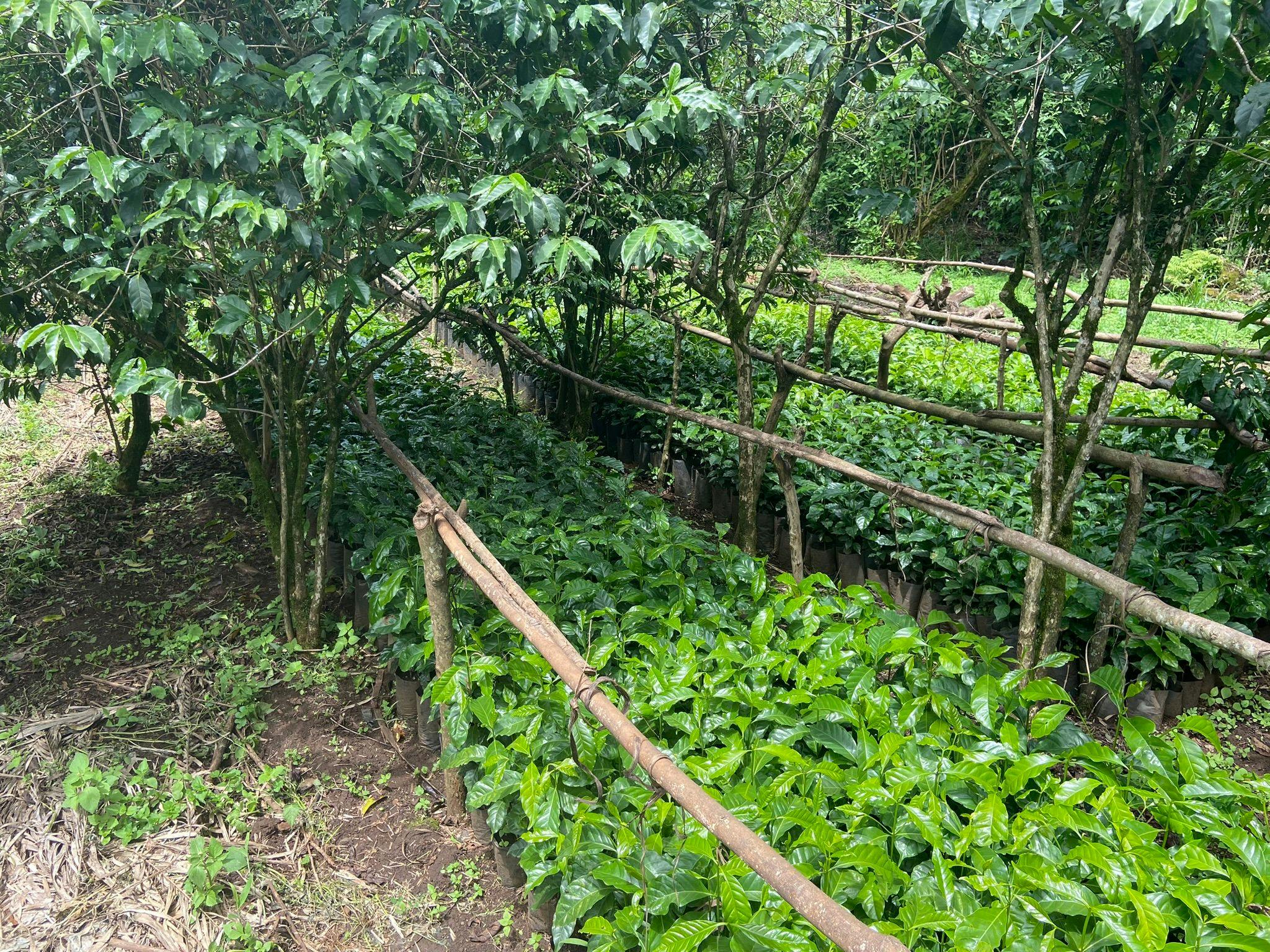 A coffee nursery in Ethiopia