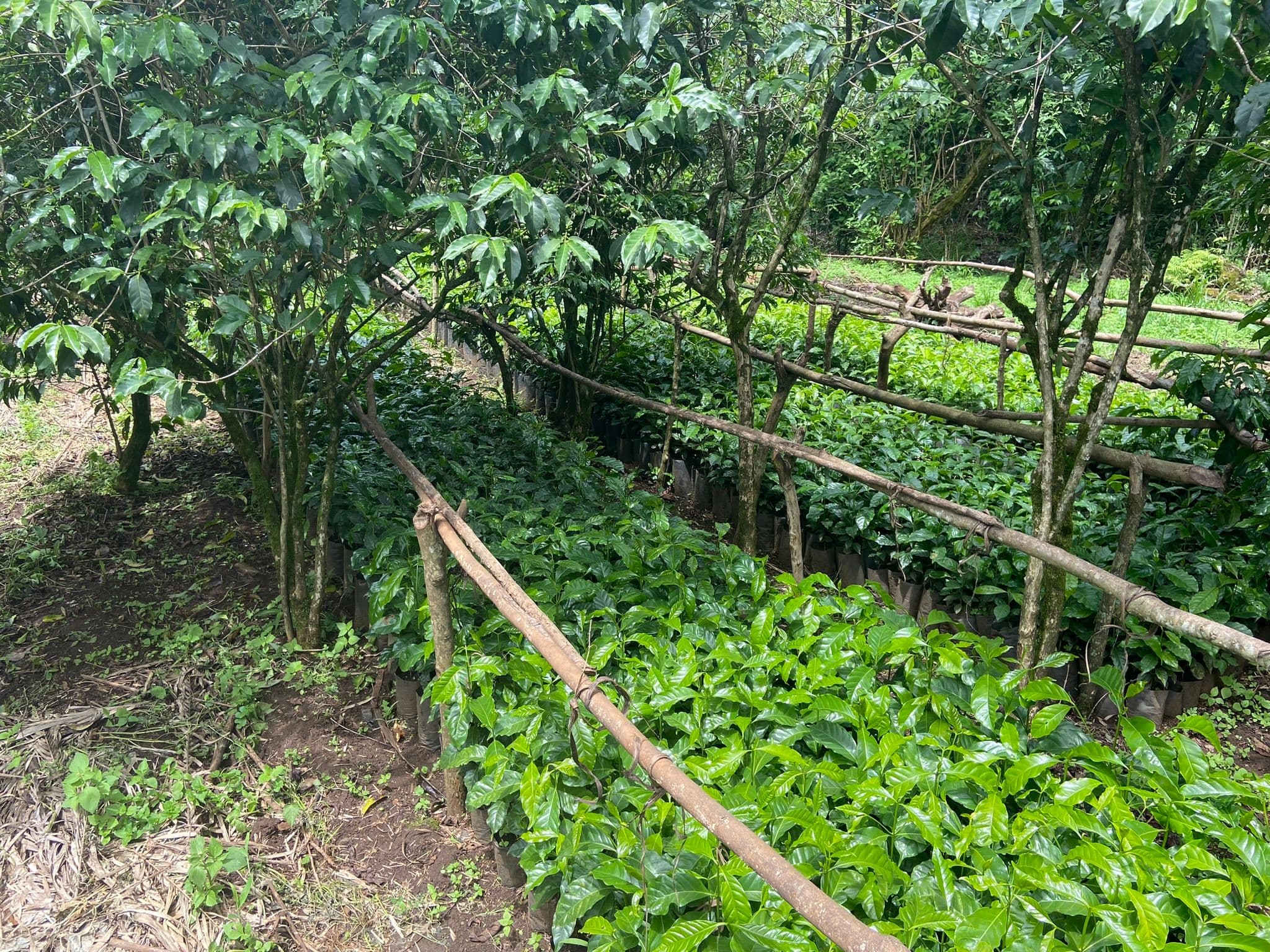 Climate change resilient coffee seedlings A coffee nursery in Ethiopia