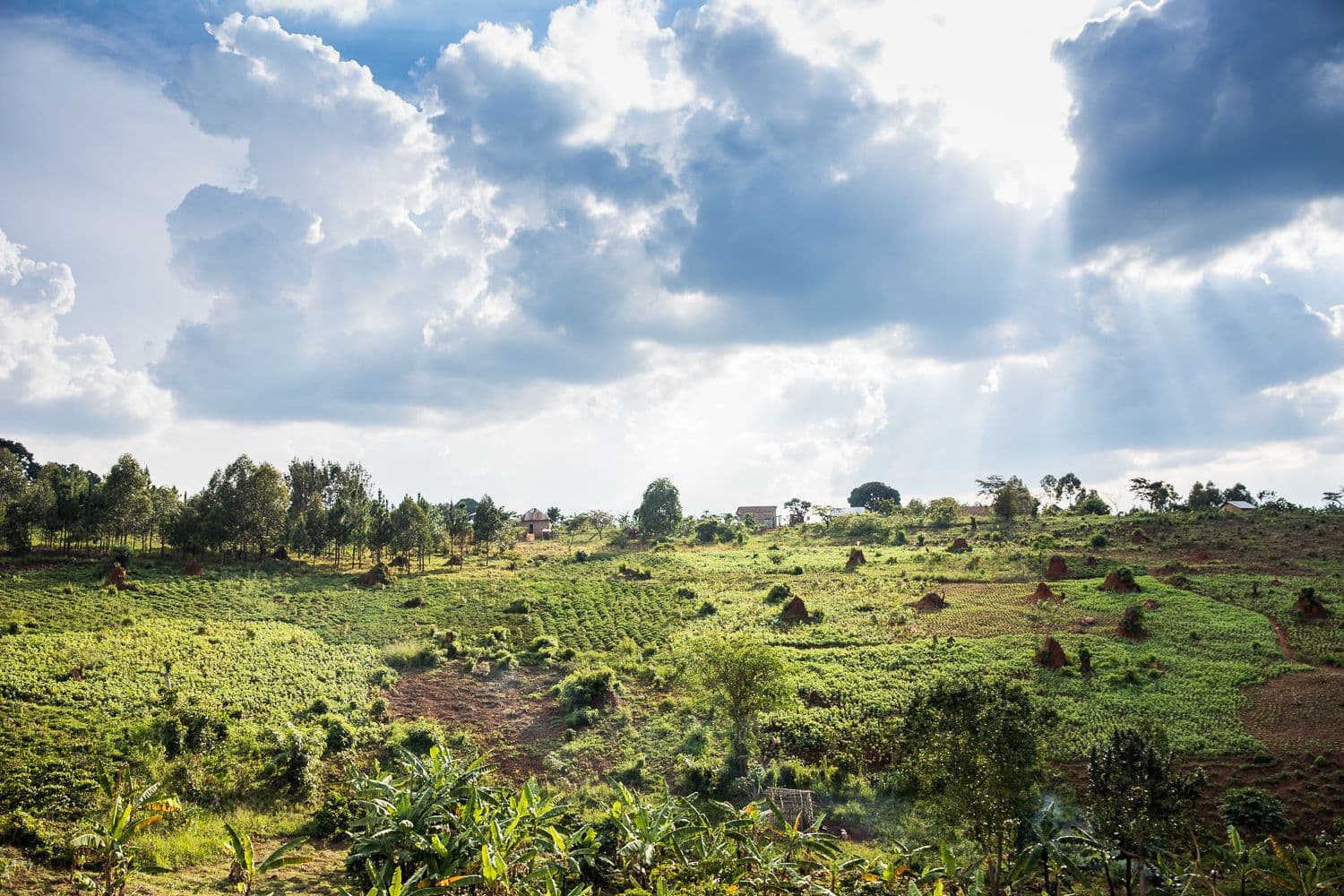 How HRNS informs coffee communities about COVID-19 How HRNS informs coffee communities about COVID-19