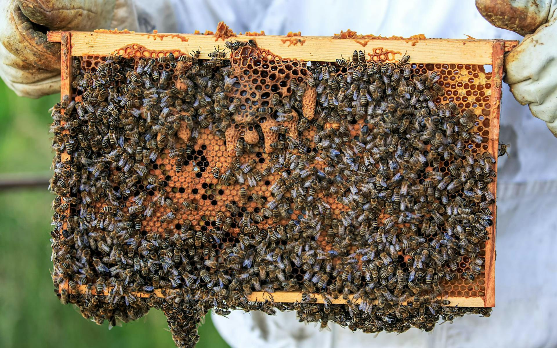 Bee Hive