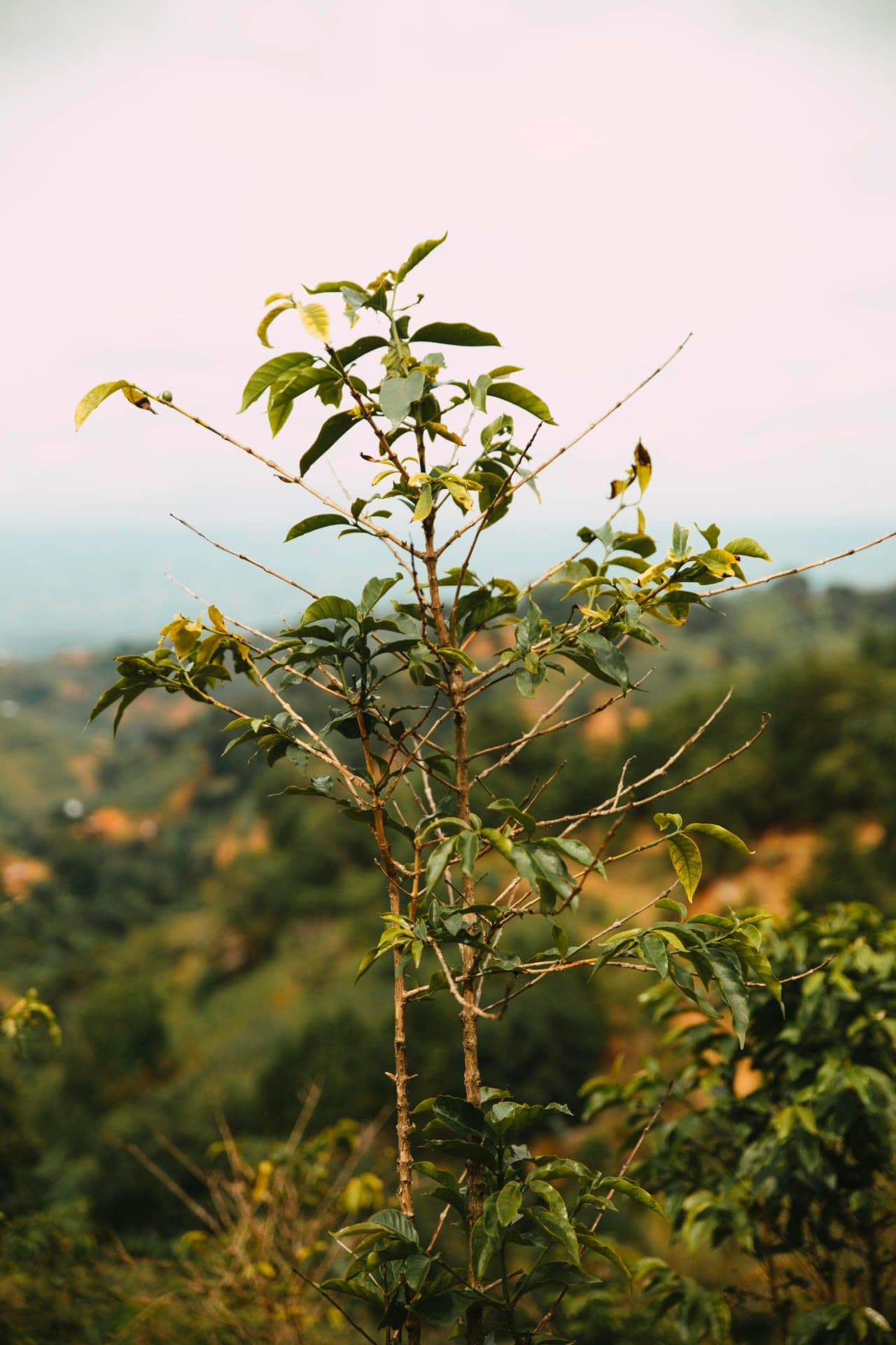 Coffee infected with CBD Coffee infected with CBD