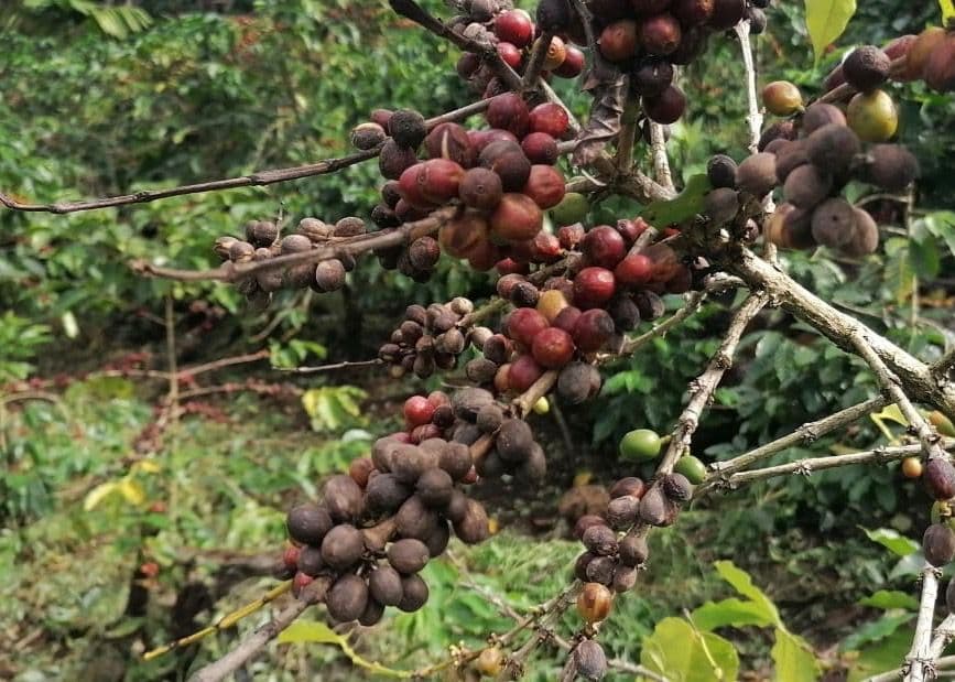 Affected Coffee Farms in Western Guatemala – Defoliation and Fallen Cherries Affected Coffee Farms in Western Guatemala – Defoliation and Fallen Cherries