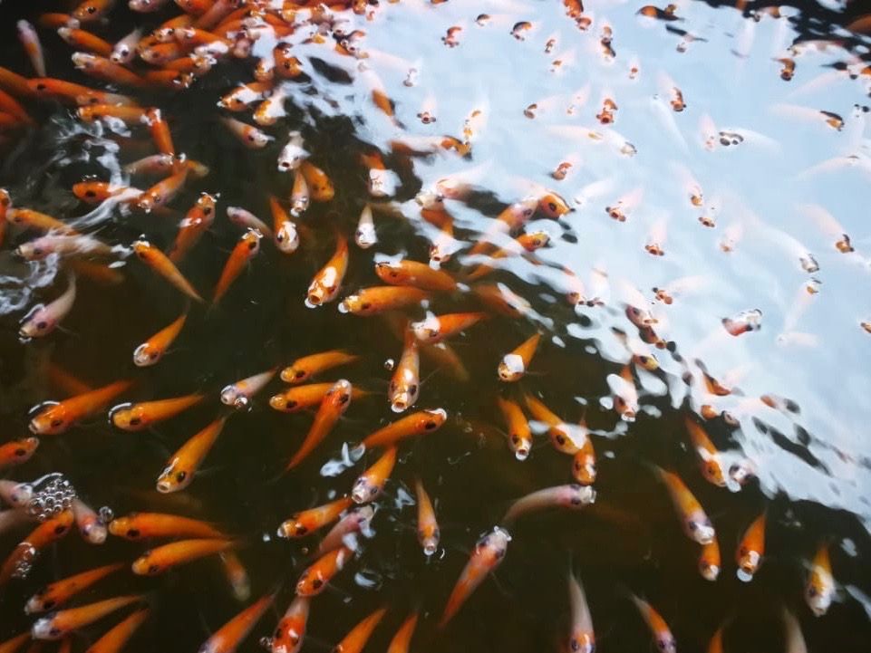 Juvenile fish in newly set-up hatcheries