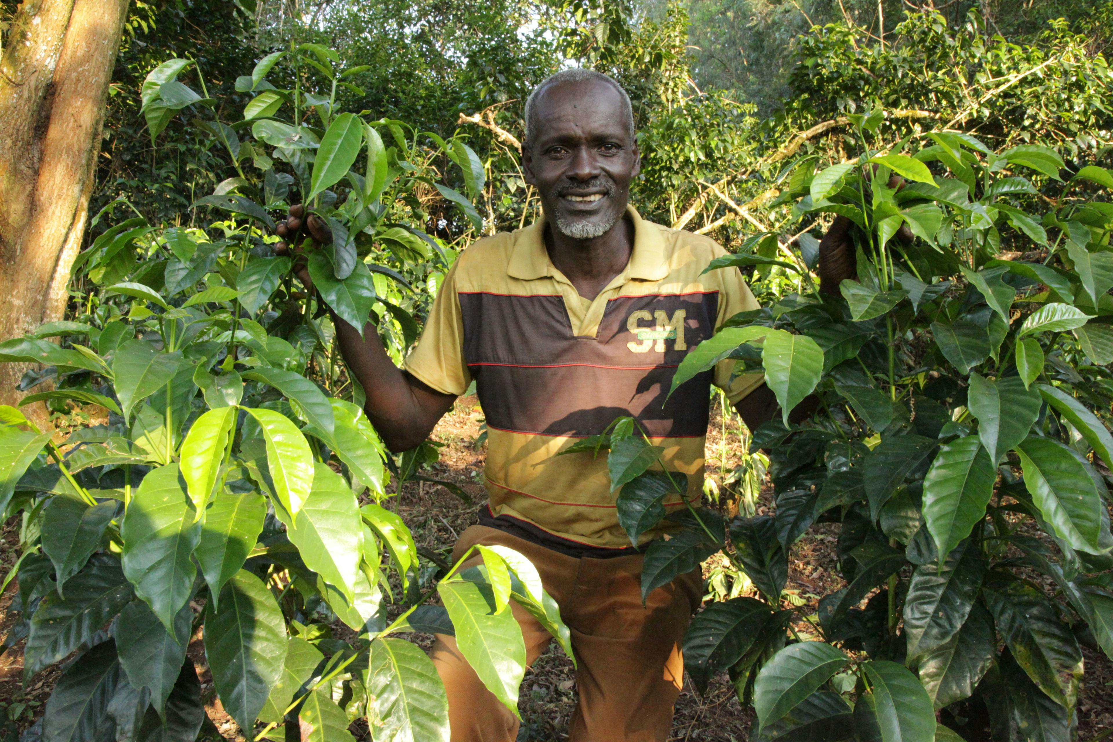 Coffee is grown in Ethiopia in Garden Coffee systems