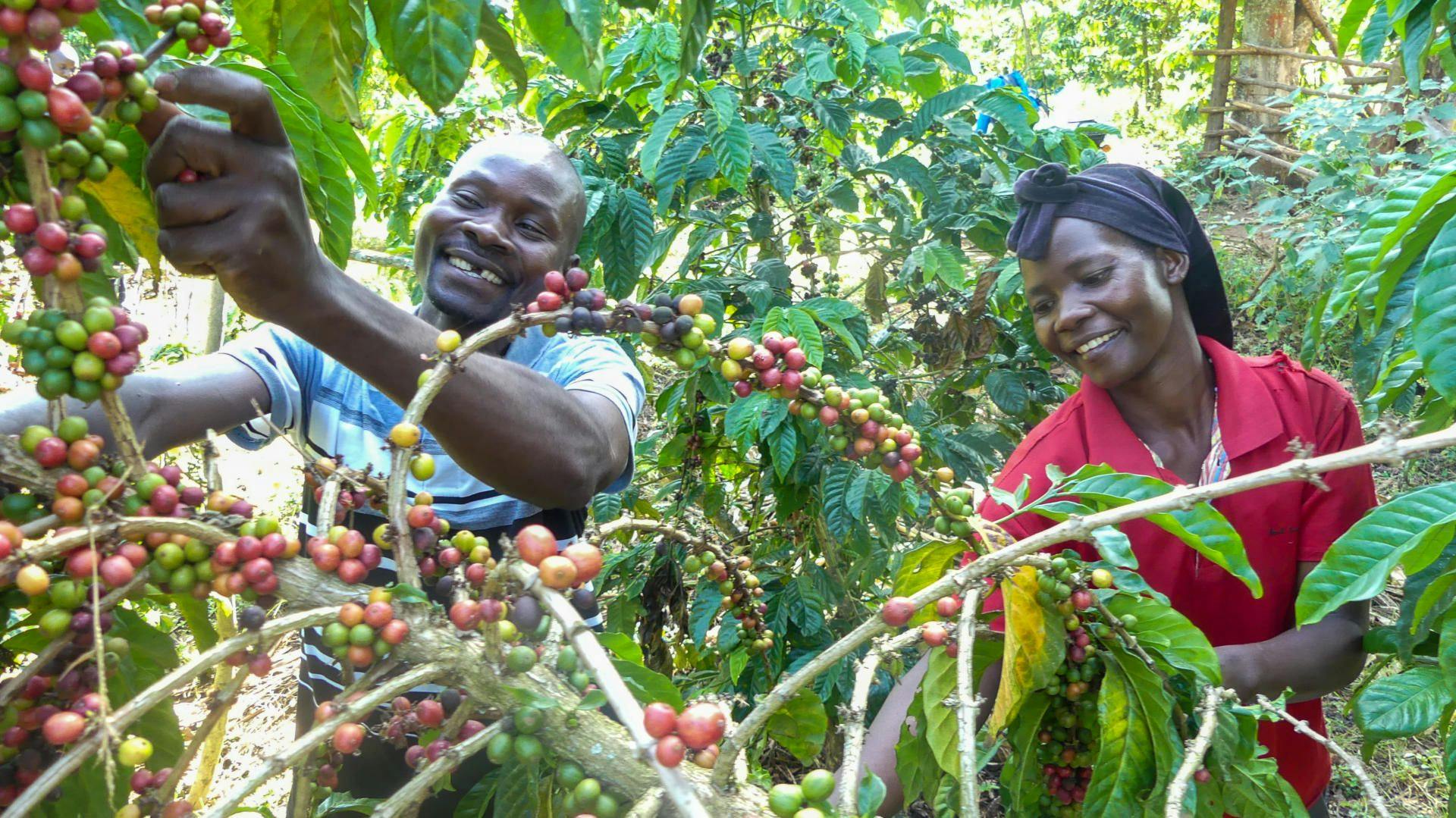 The Rehabilitation of Coffee in Western Uganda