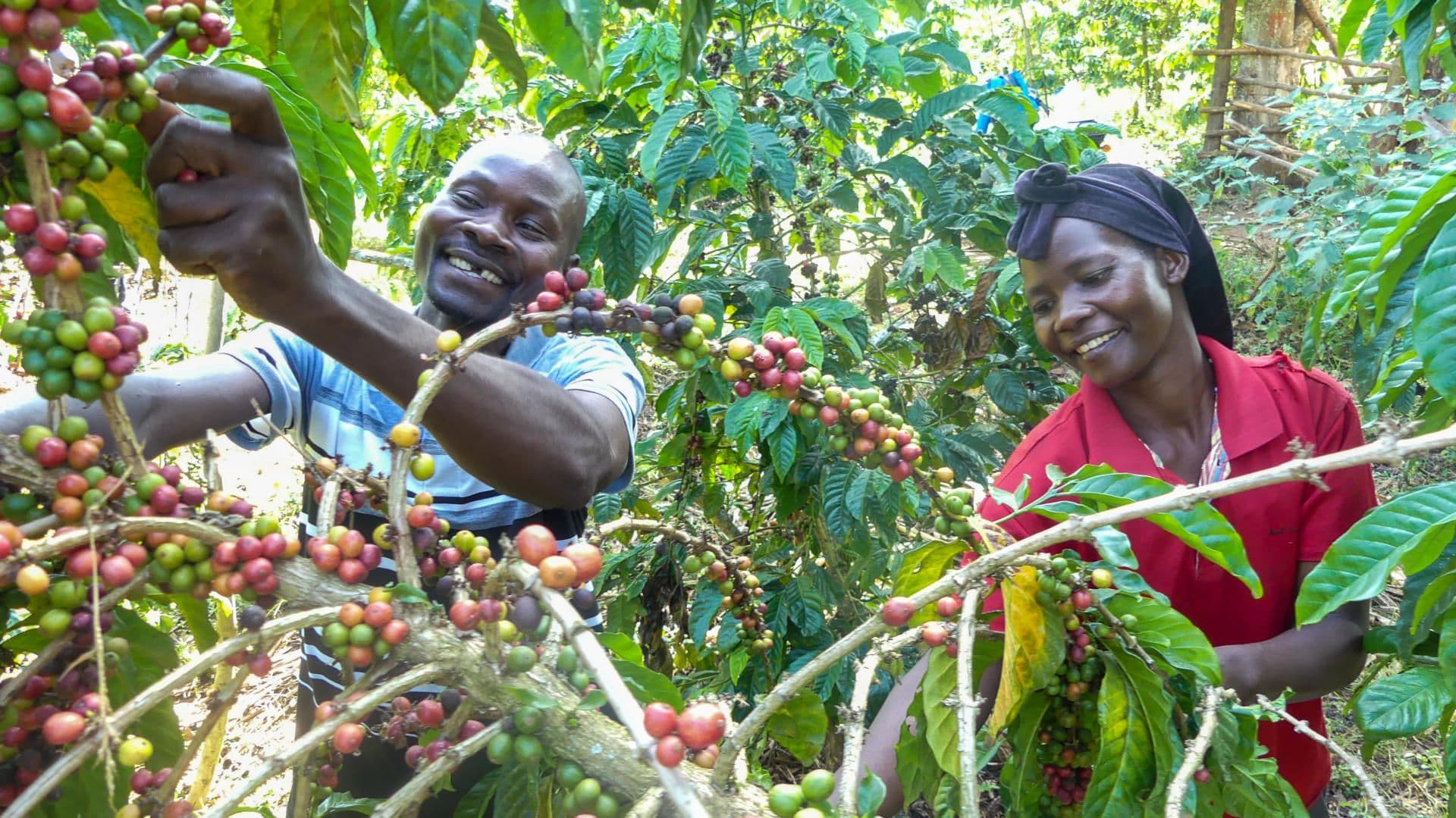 The Rehabilitation of Coffee in Western Uganda The Rehabilitation of Coffee in Western Uganda