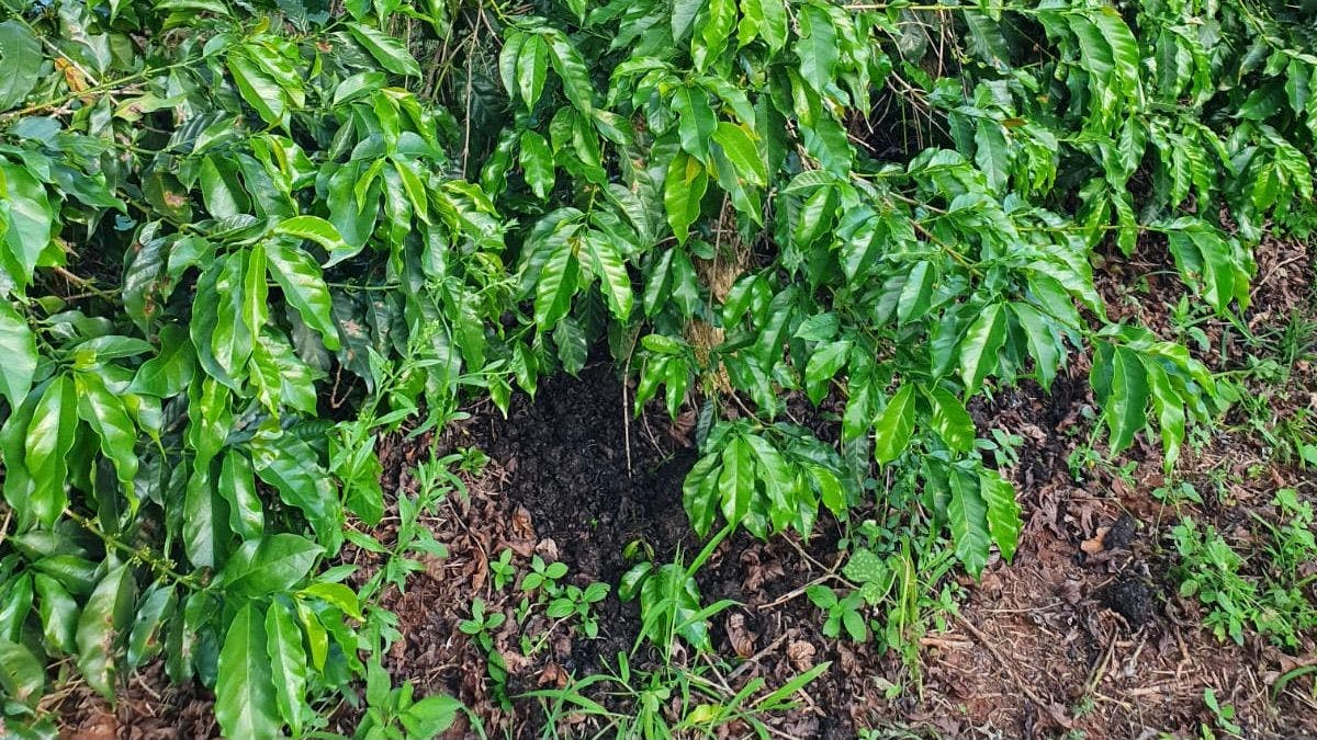 Bokashi applied to coffee plants