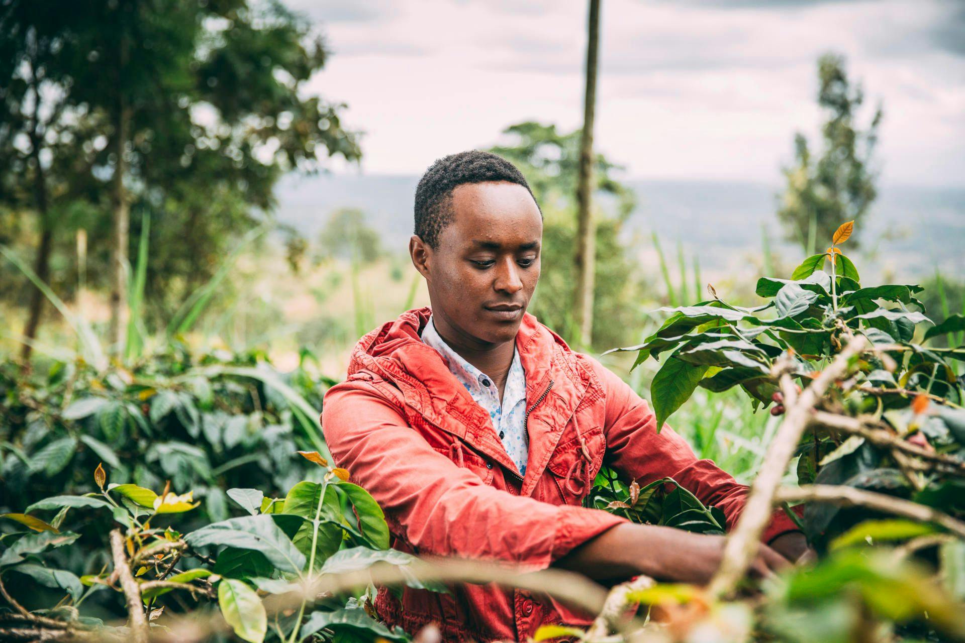 Addressing the effects of COVID-19 on coffee farmers in Tanzania