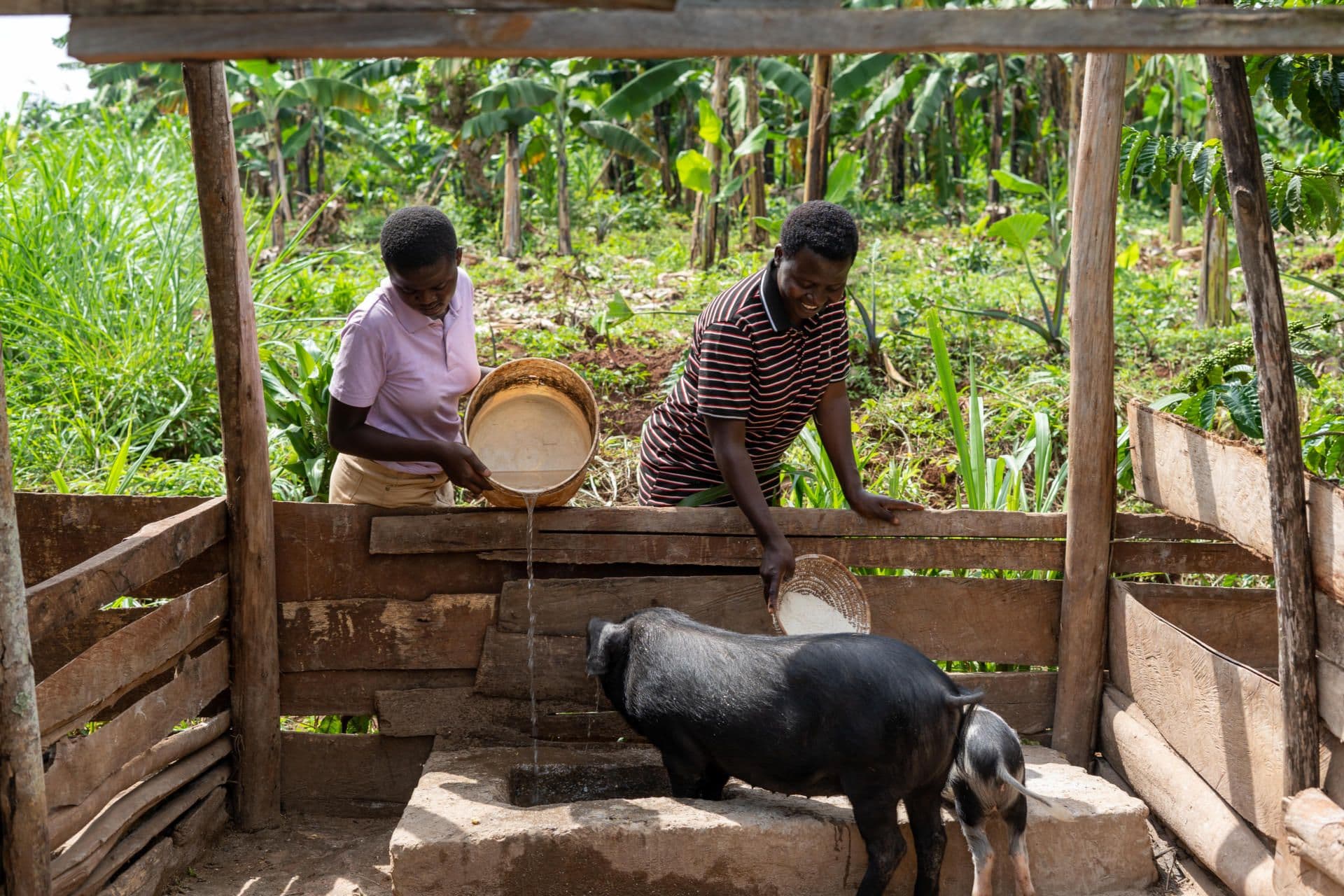 Dorothy and her daughter feed the pigs Dorothy and her daughter feed the pigs