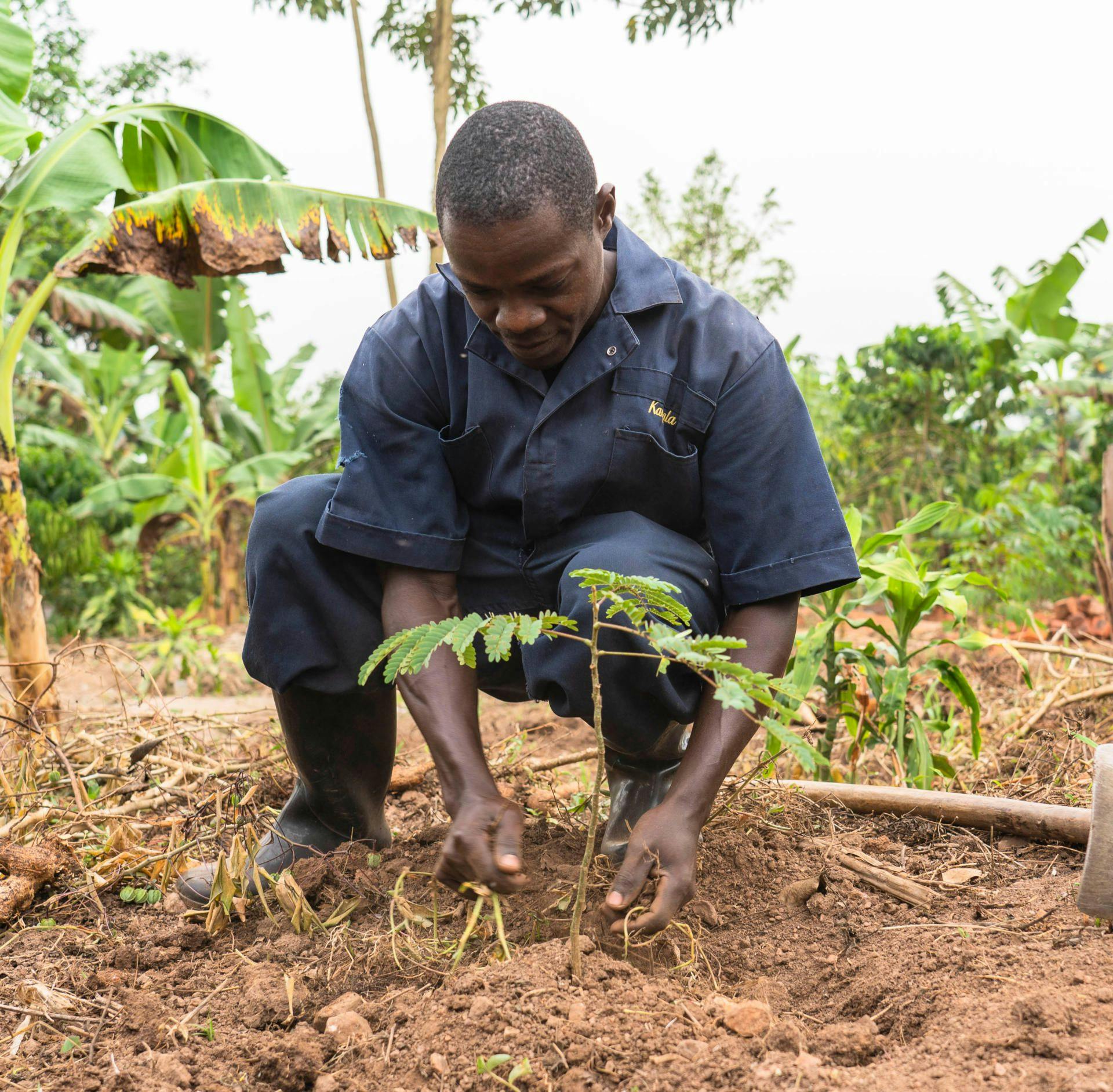 Young farmer from Uganda adopting shade-tree planting