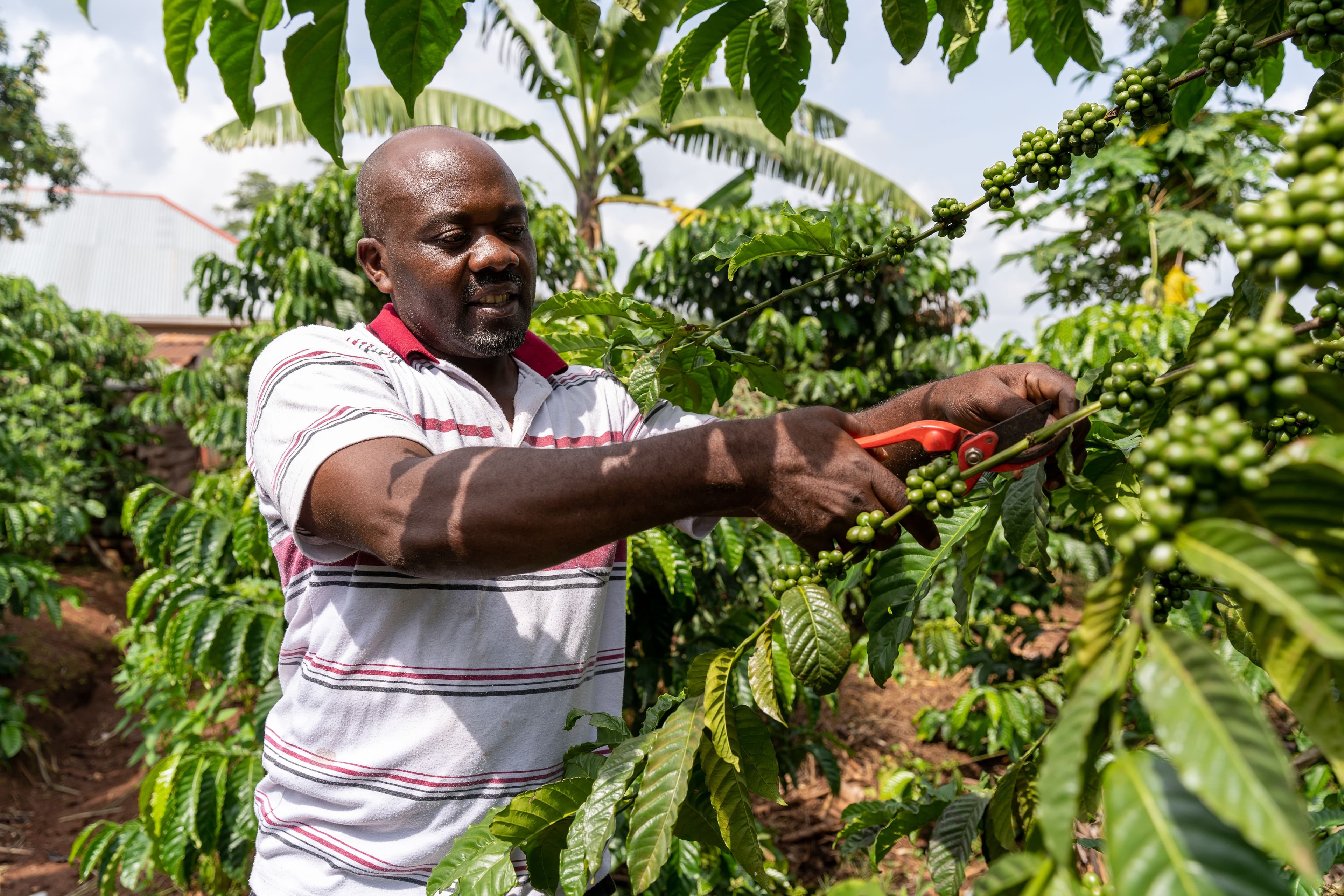 Discussing sustainable development on the fields Sustainability in the coffee sector