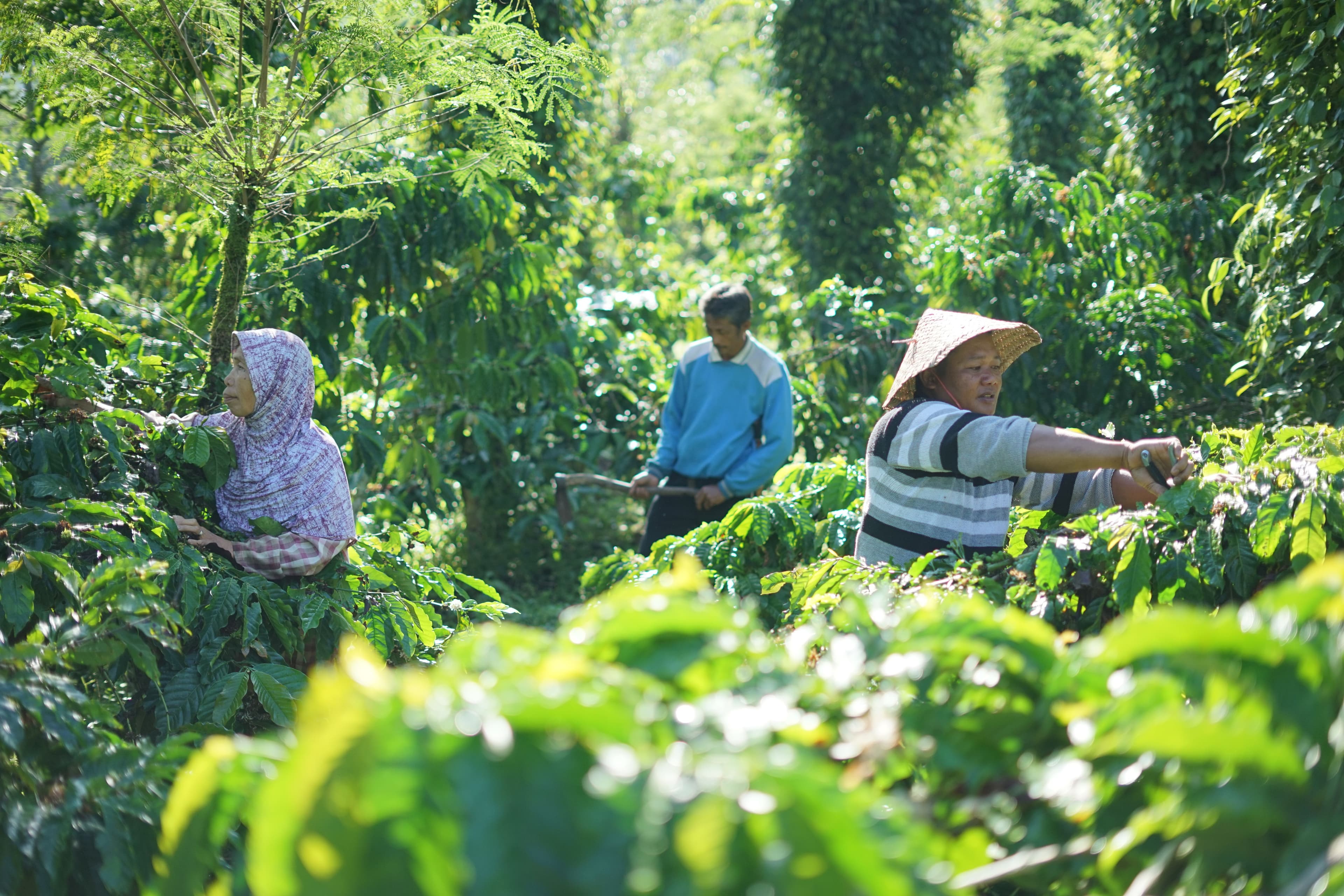 Coffee Farmers Indonesia