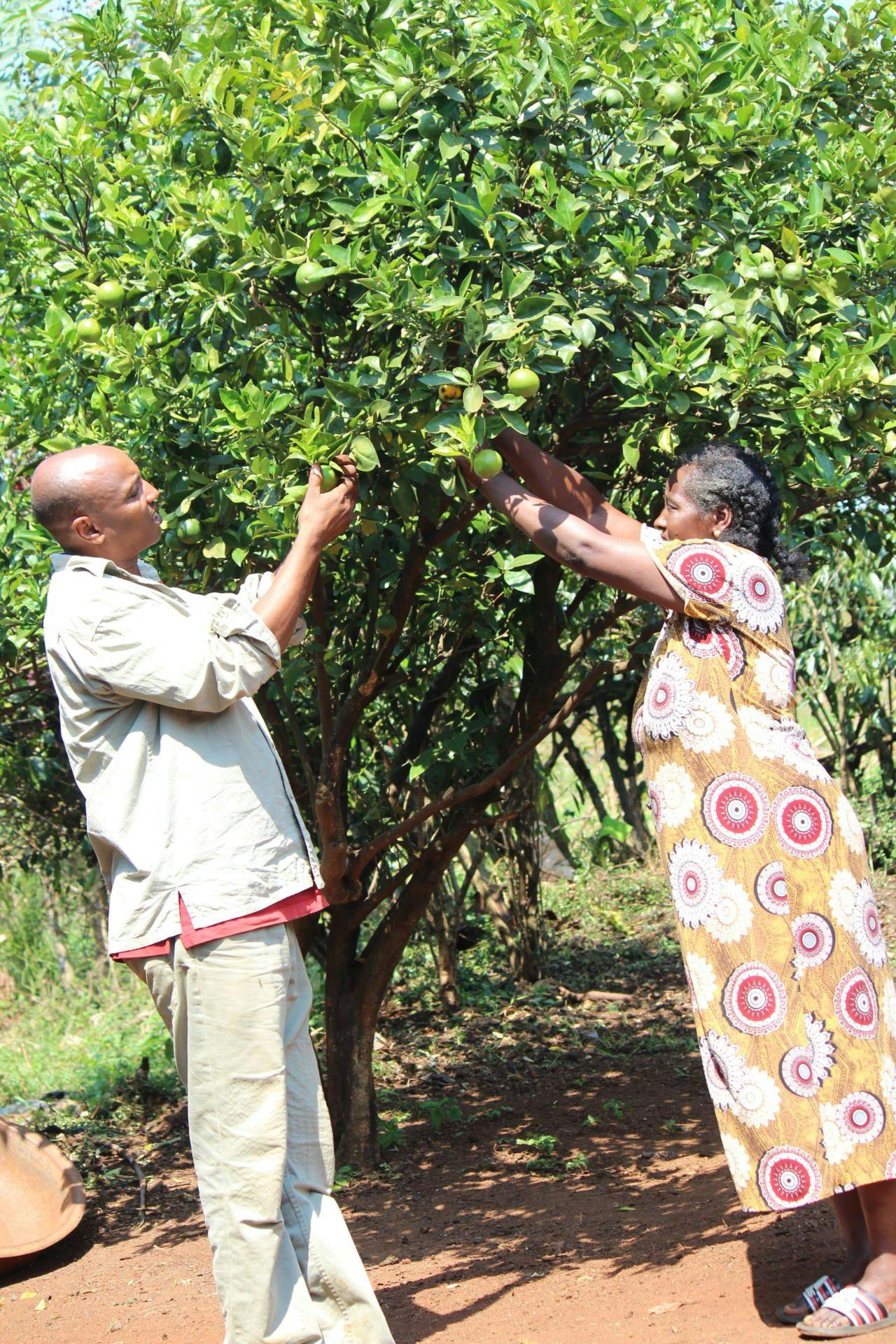 Fruit trees for a balanced diet