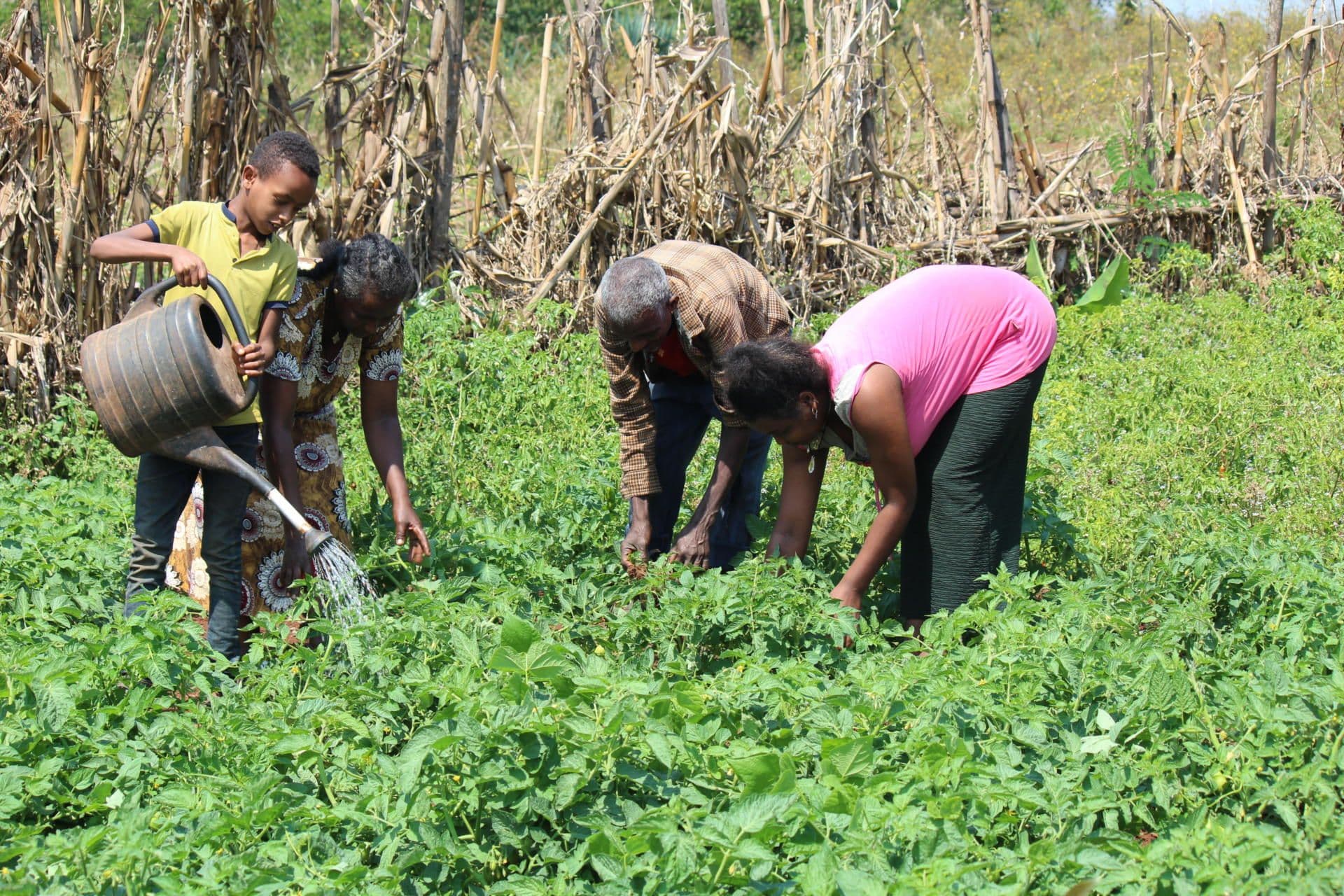 The whole family work together to diversify their crops and plant new trees The whole family work together to diversify their crops and plant new trees