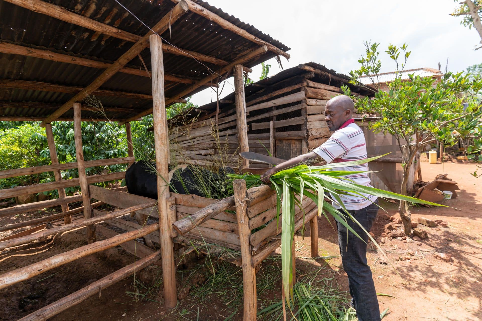 Fred feeds the cattle Fred feeds the cattle