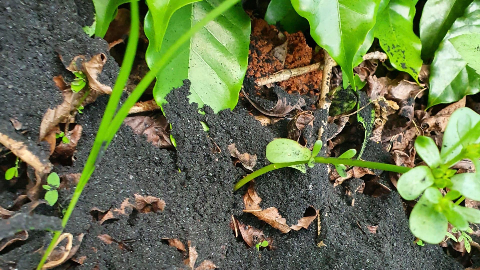 Biochar applied to coffee plants