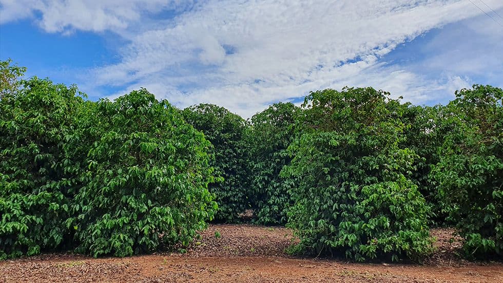 Making Coffee Production Circular Making Coffee Production Circular
