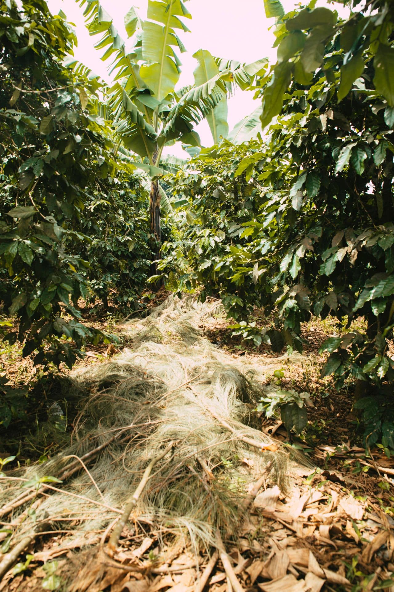 Mulching adopted in a healthy farm Mulching adopted in a healthy farm
