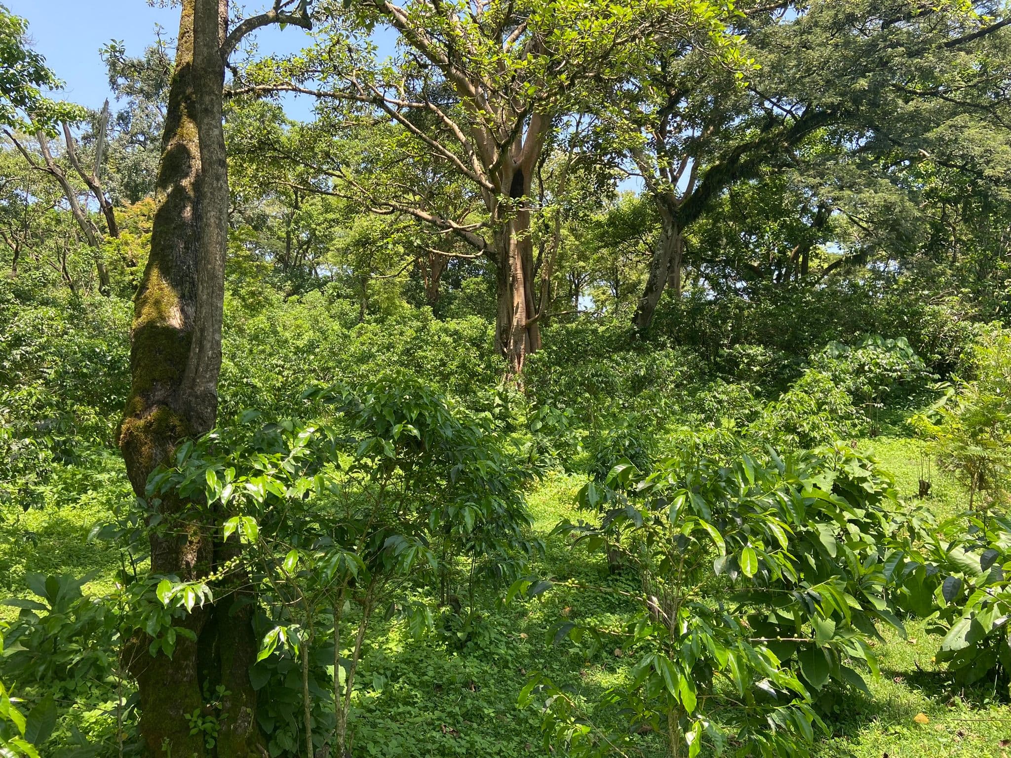 Agroforestry systems are need in coffee landscapes