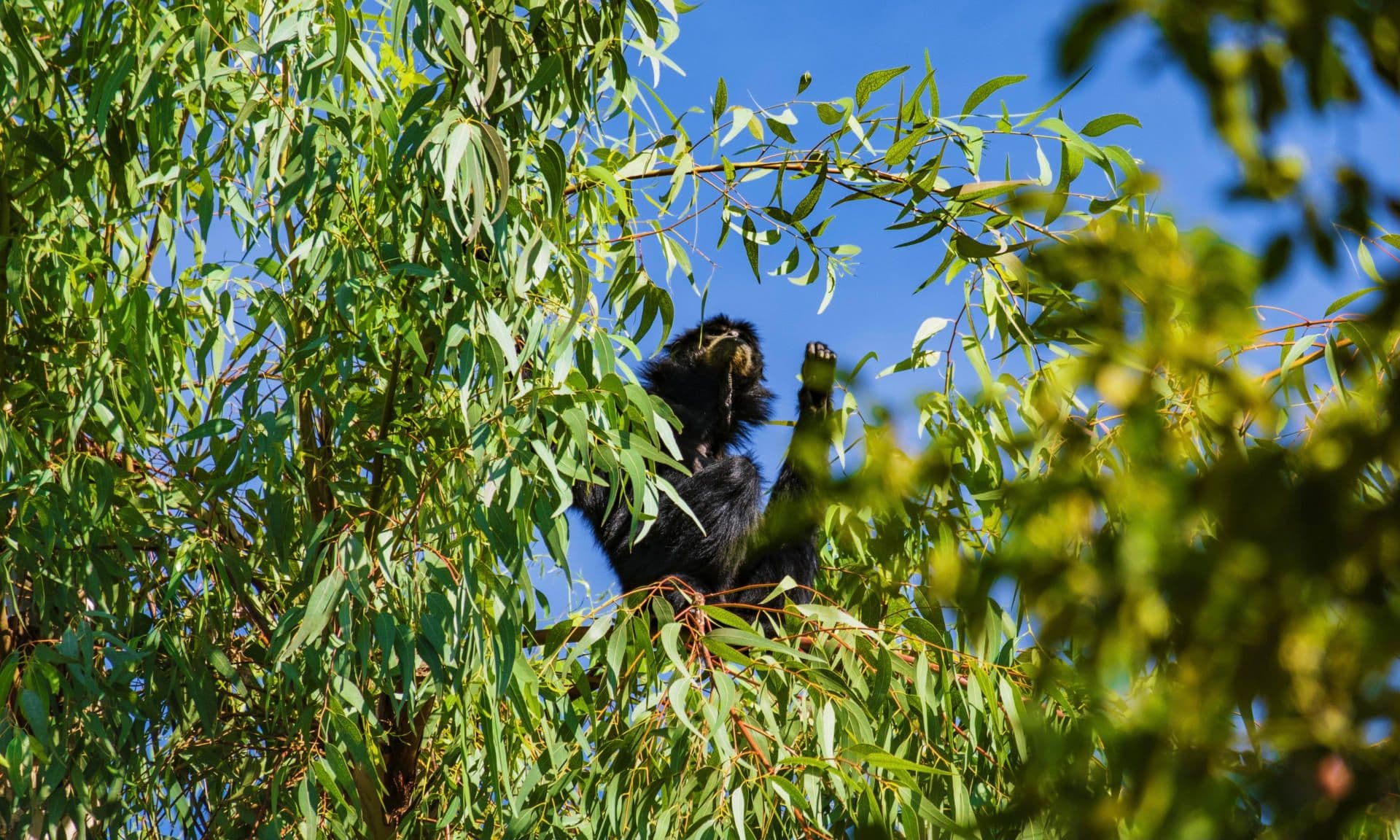 Gibbon Ape Gibbon Ape