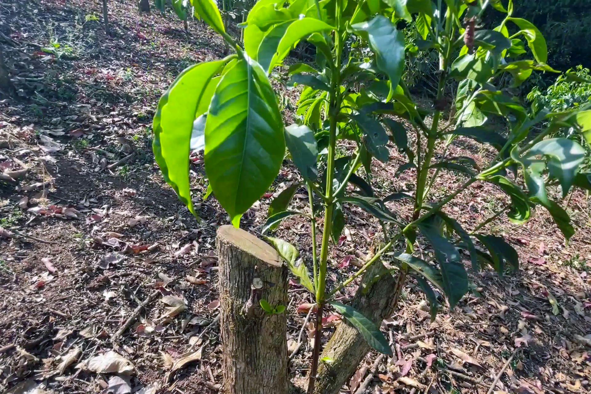 Healthy coffee plants after treatment