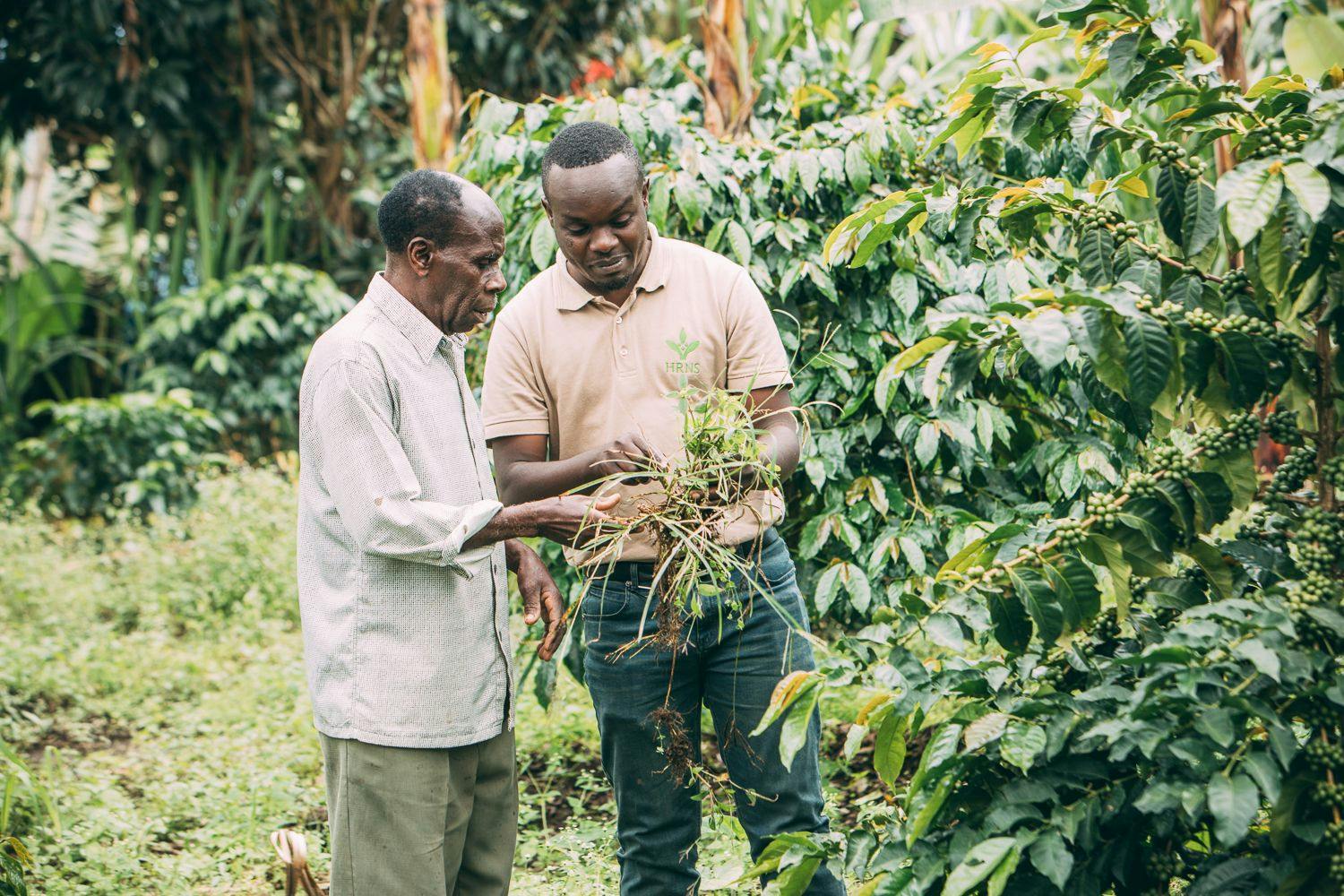 The Coffee Sector is Programming with Grandpa and Gambles with its Future