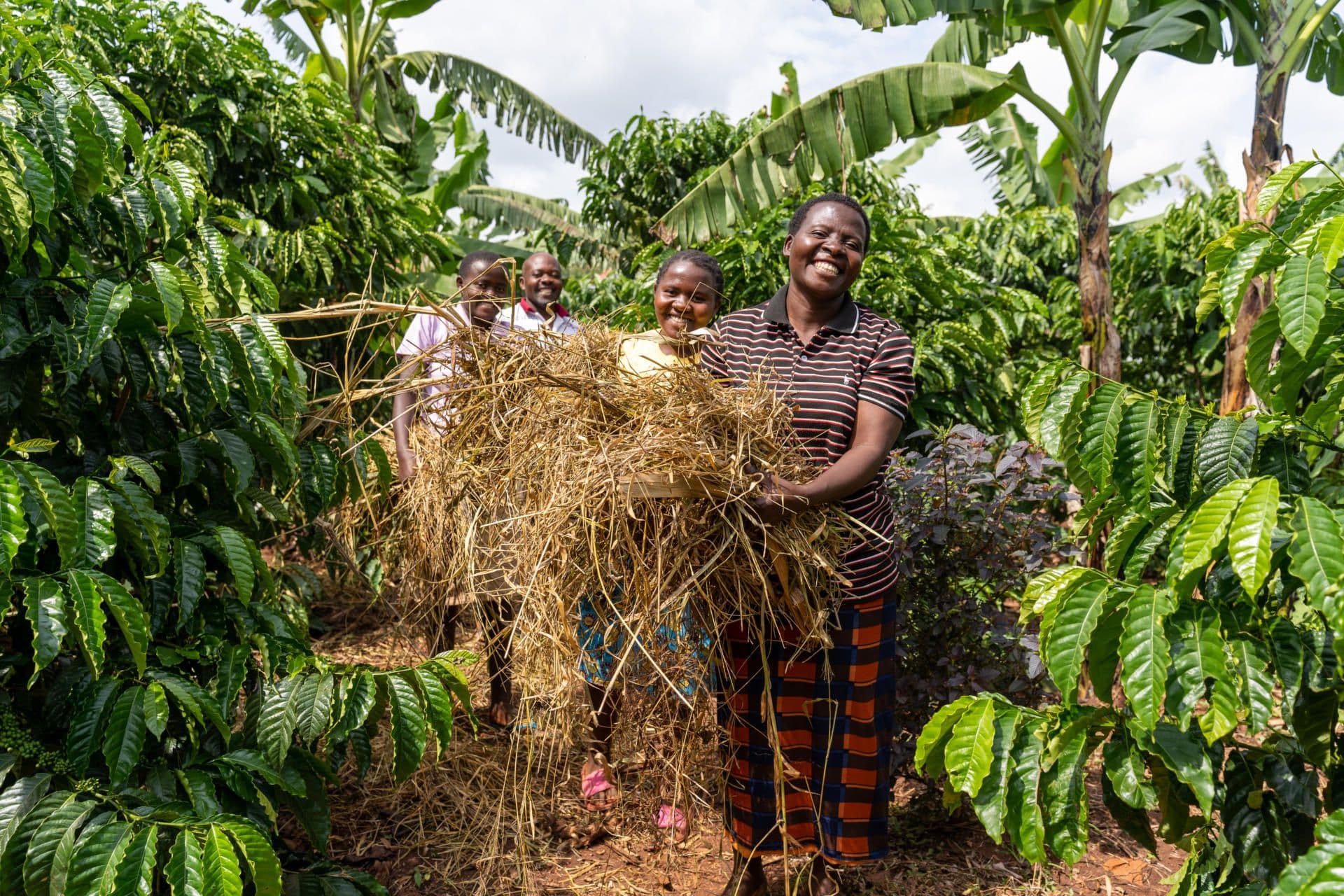 Mulching for moisture retention Mulching for moisture retention