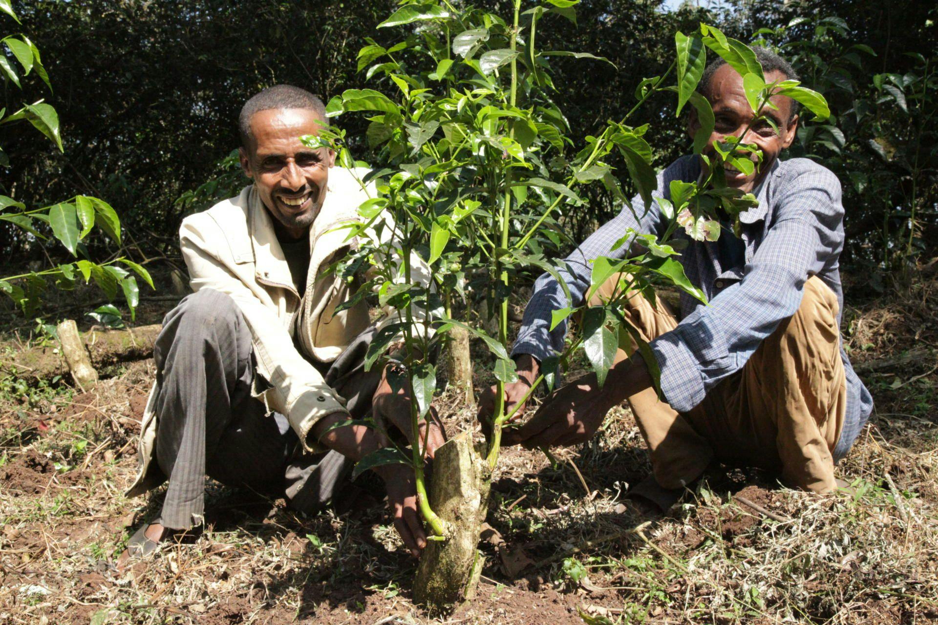 Ethiopian farmers with young coffee – a critical stage of crop development