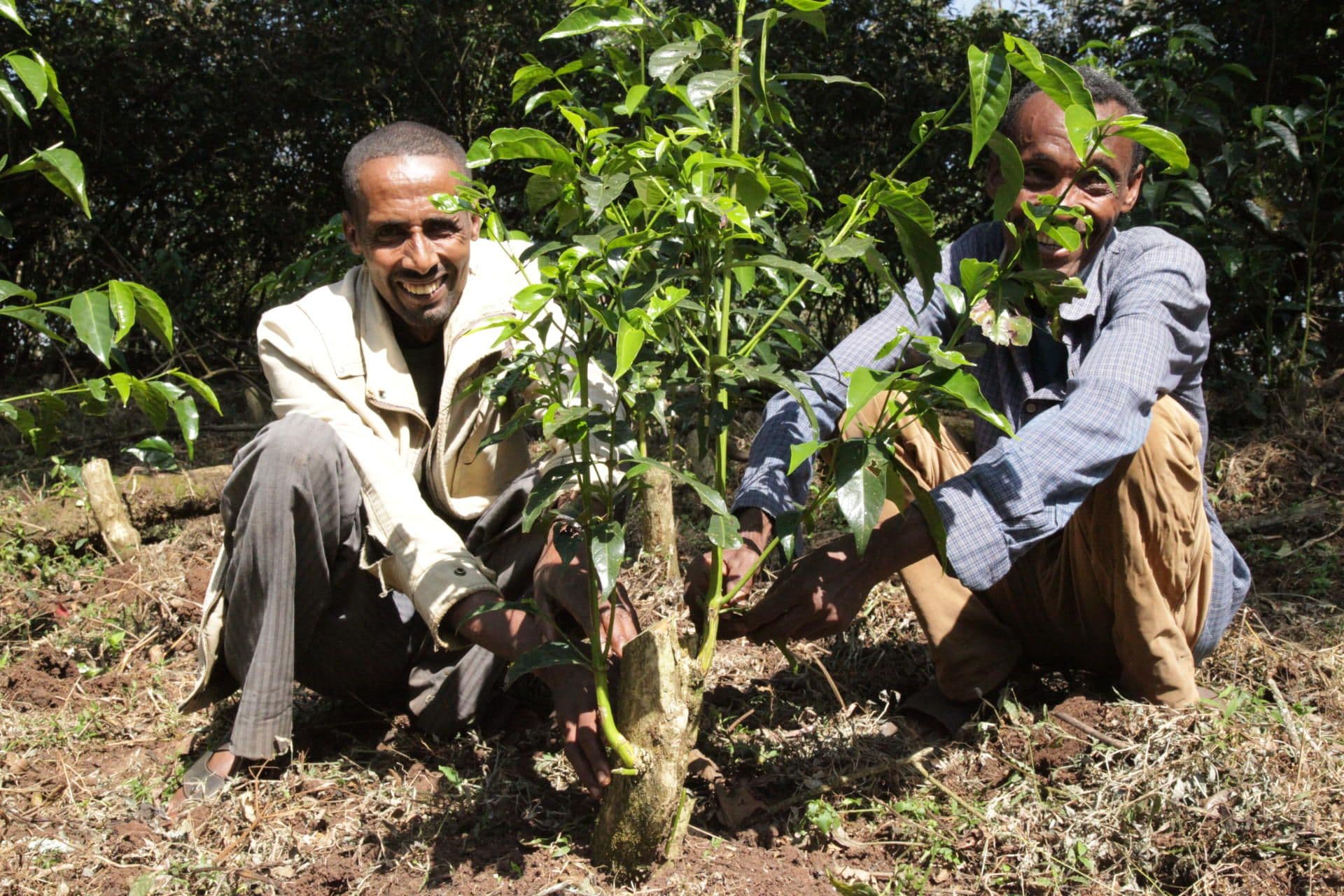 Ethiopian farmers with young coffee – a critical stage of crop development Ethiopian farmers with young coffee – a critical stage of crop development