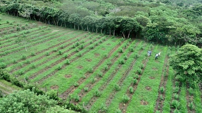 Food Security Demonstration Plot, Diversification with Lime Food Security Demonstration Plot, Diversification with Lime