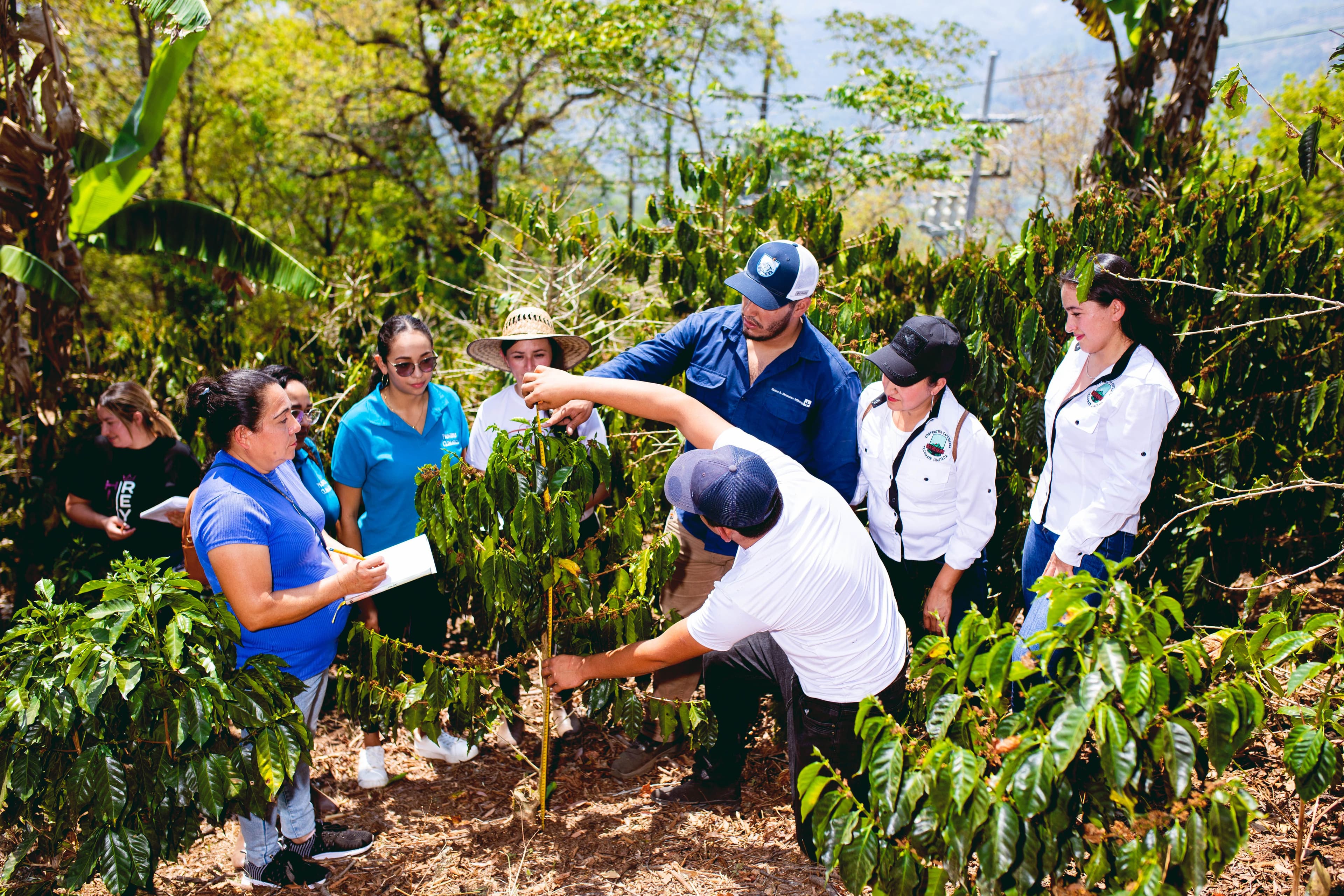 Local HRNS staff in Honduras measuring a coffee tree with farmers Farmers measuring a coffee tree