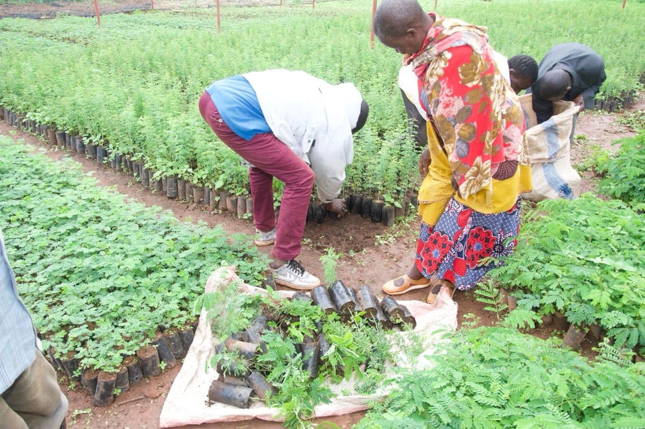 Carbon farming help slow deforestation Farmers planting new trees