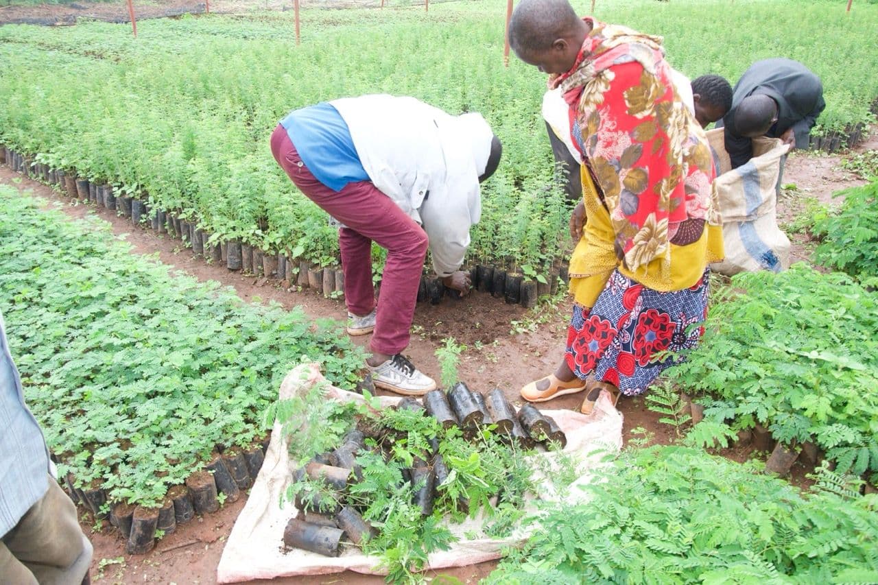 Farmers planting new trees